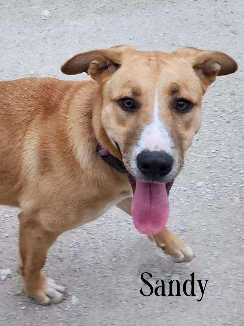 Sandy, a Adoptable mixed breed in Salisbury, NC image 1/8