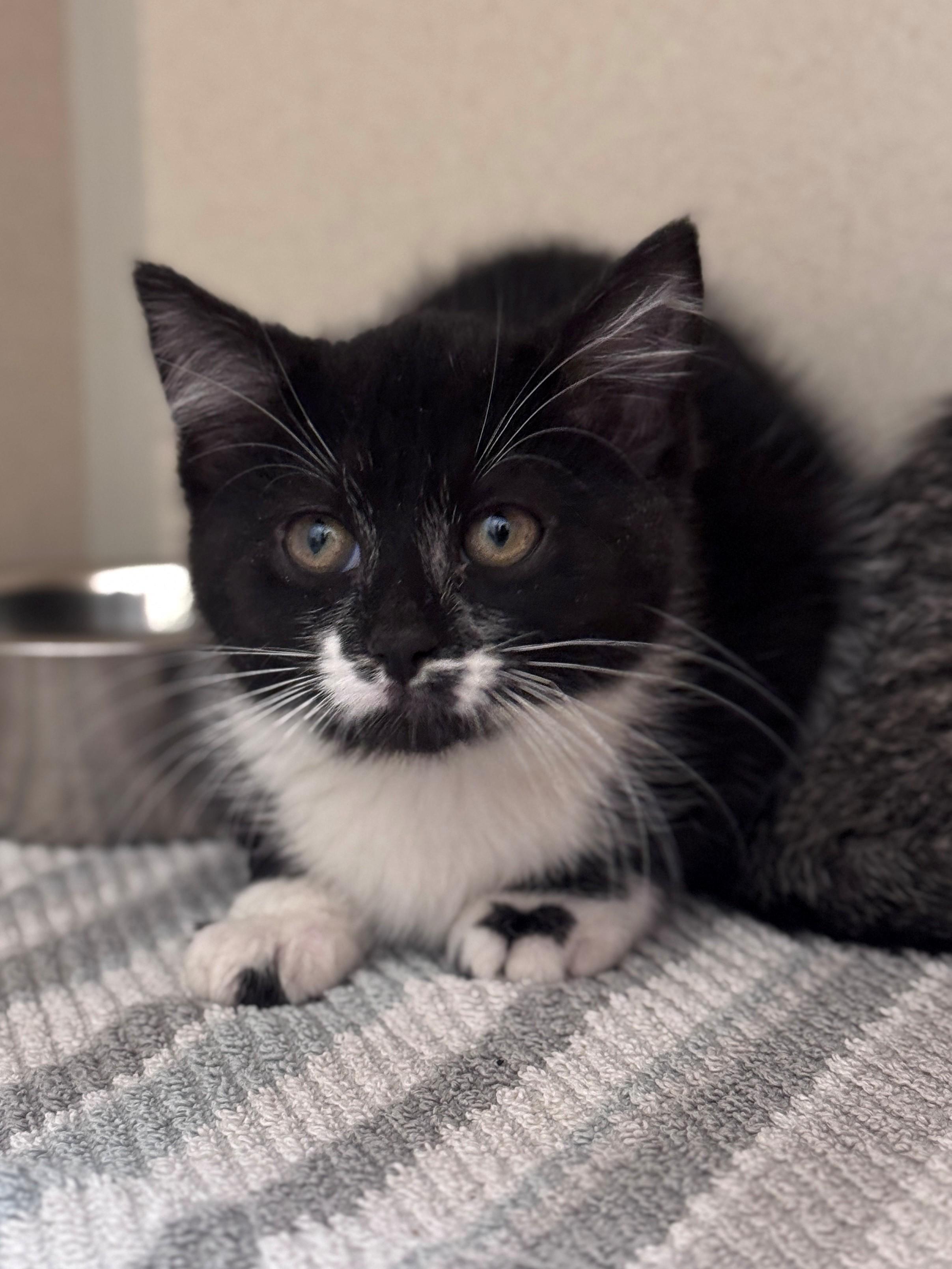 Enlarge Roxie, a ADOPTABLE Domestic Short Hair in Hackensack, MN image 1/1