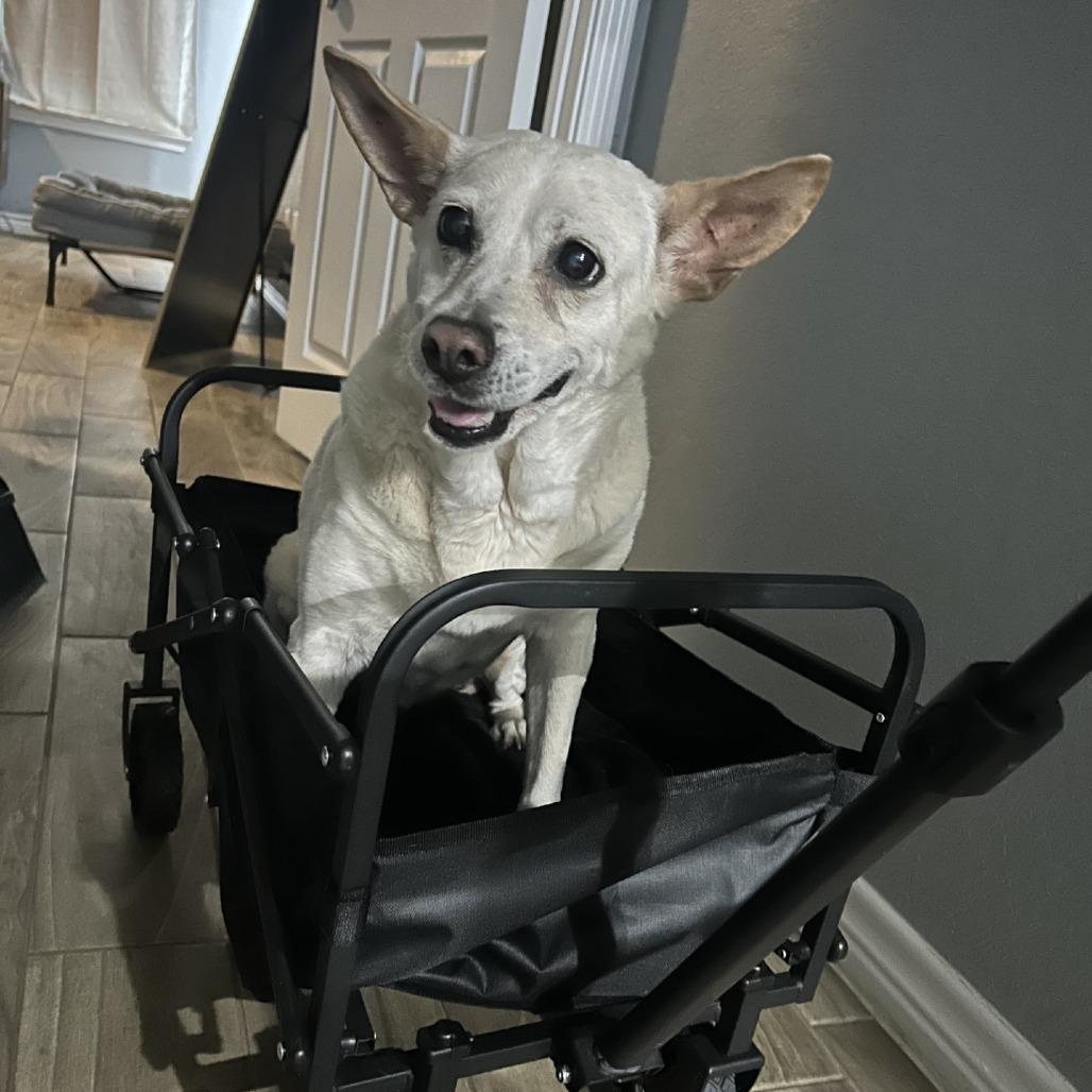 Betty White, Adoptable, Senior Female Golden Retriever.