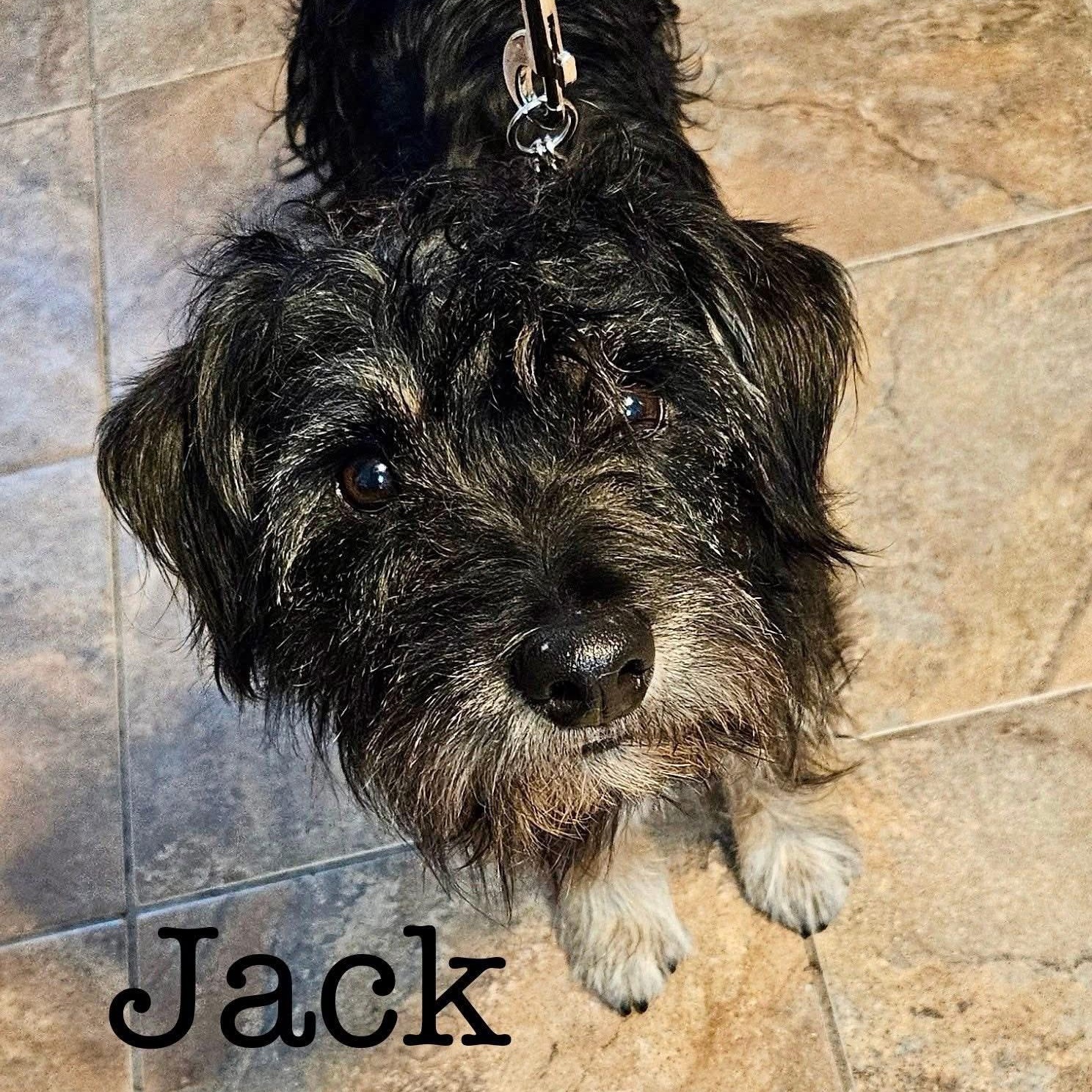 Enlarge JACK, a ADOPTABLE mixed breed in Schnecksville, PA image 2/2