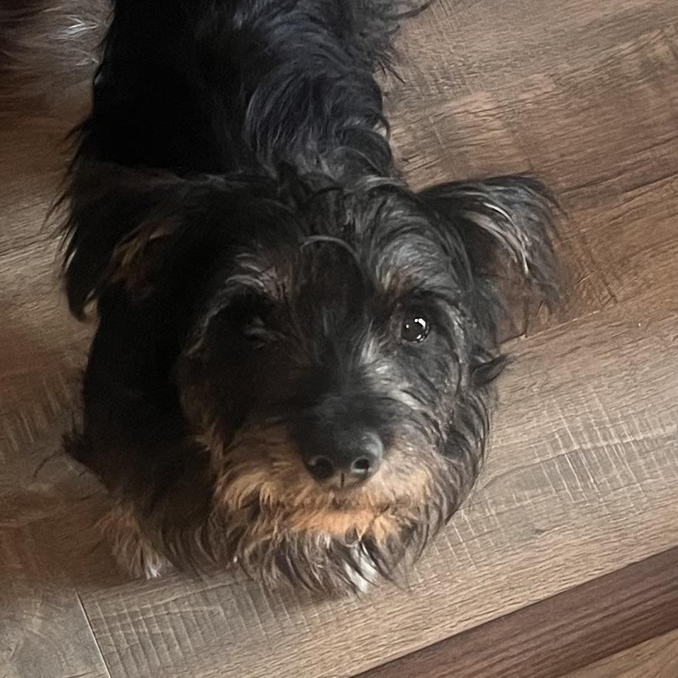 Enlarge JACK, a ADOPTABLE mixed breed in Schnecksville, PA image 1/2