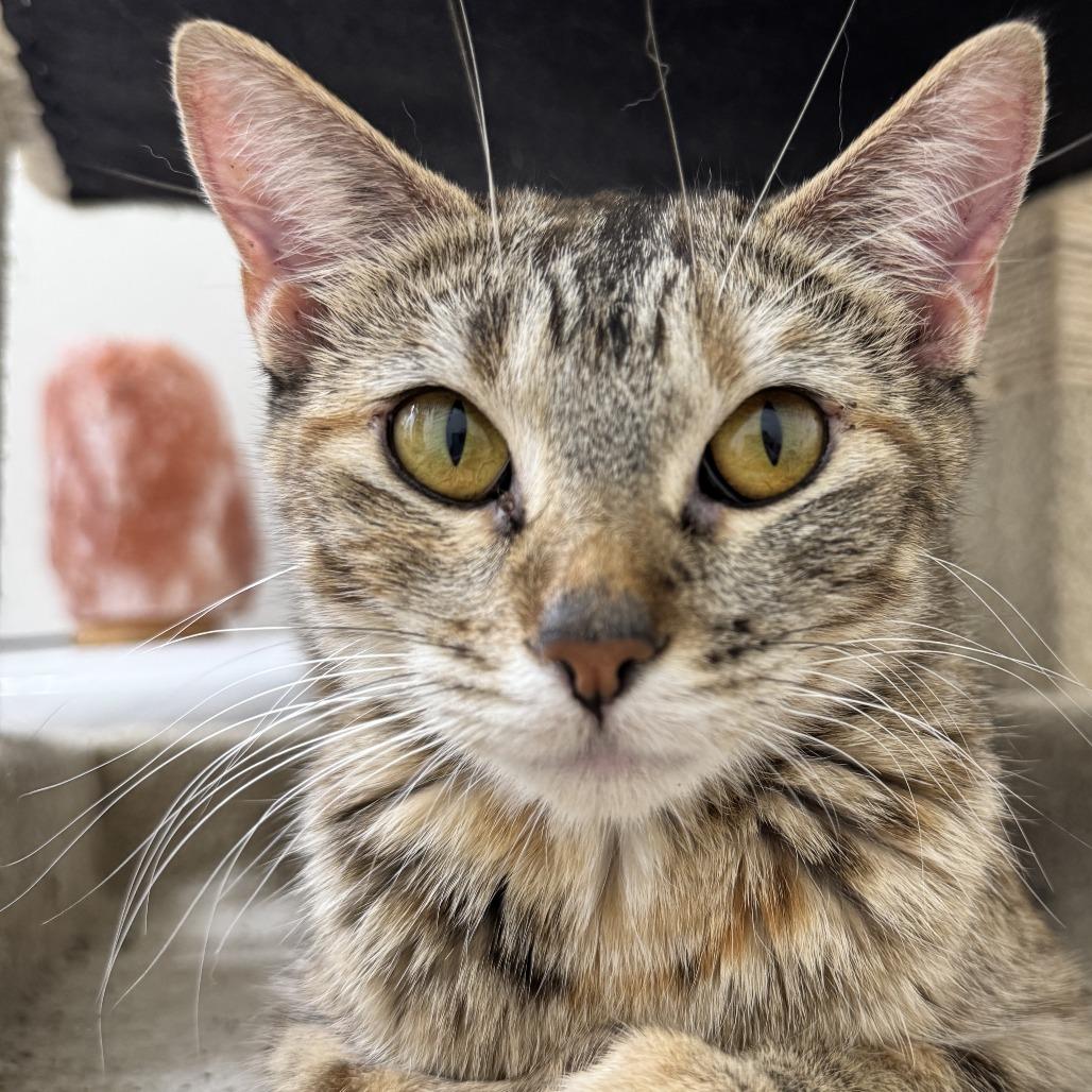 Artemis, Adoptable, Adult Female Domestic Short Hair.
