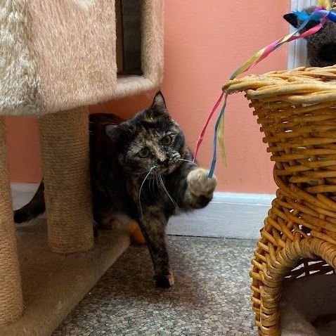 Enlarge Scarlett, a Adoptable Tortoiseshell image 1/13