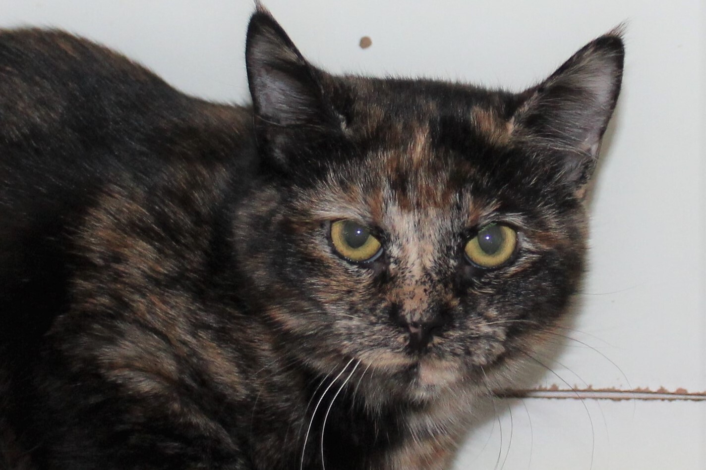 Enlarge Scarlett, a Adoptable Tortoiseshell image 2/13