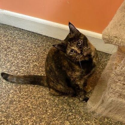 Enlarge Scarlett, a Adoptable Tortoiseshell image 4/13