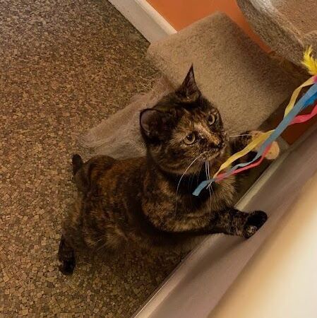 Enlarge Scarlett, a Adoptable Tortoiseshell image 5/13