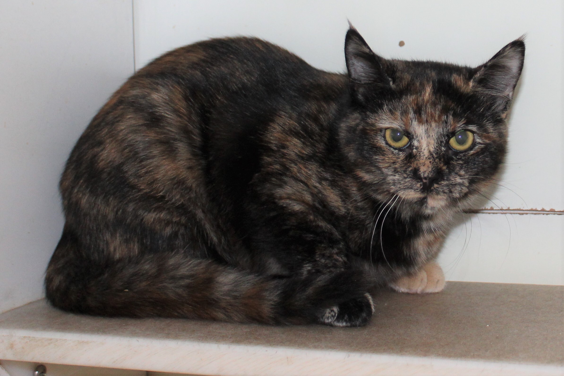 Enlarge Scarlett, a Adoptable Tortoiseshell image 6/13