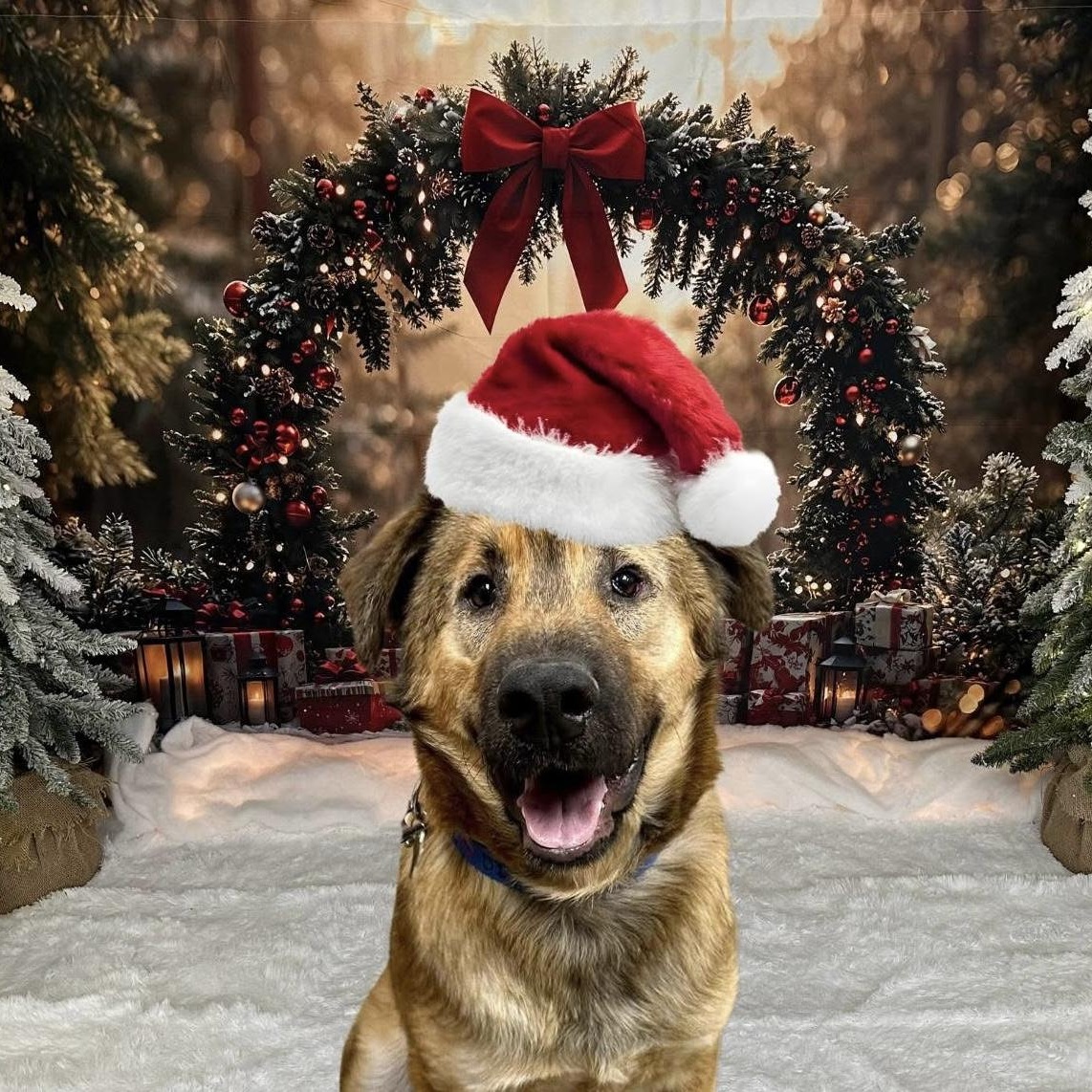 Enlarge Nova, a Adoptable mixed breed in Pacific, MO image 1/1