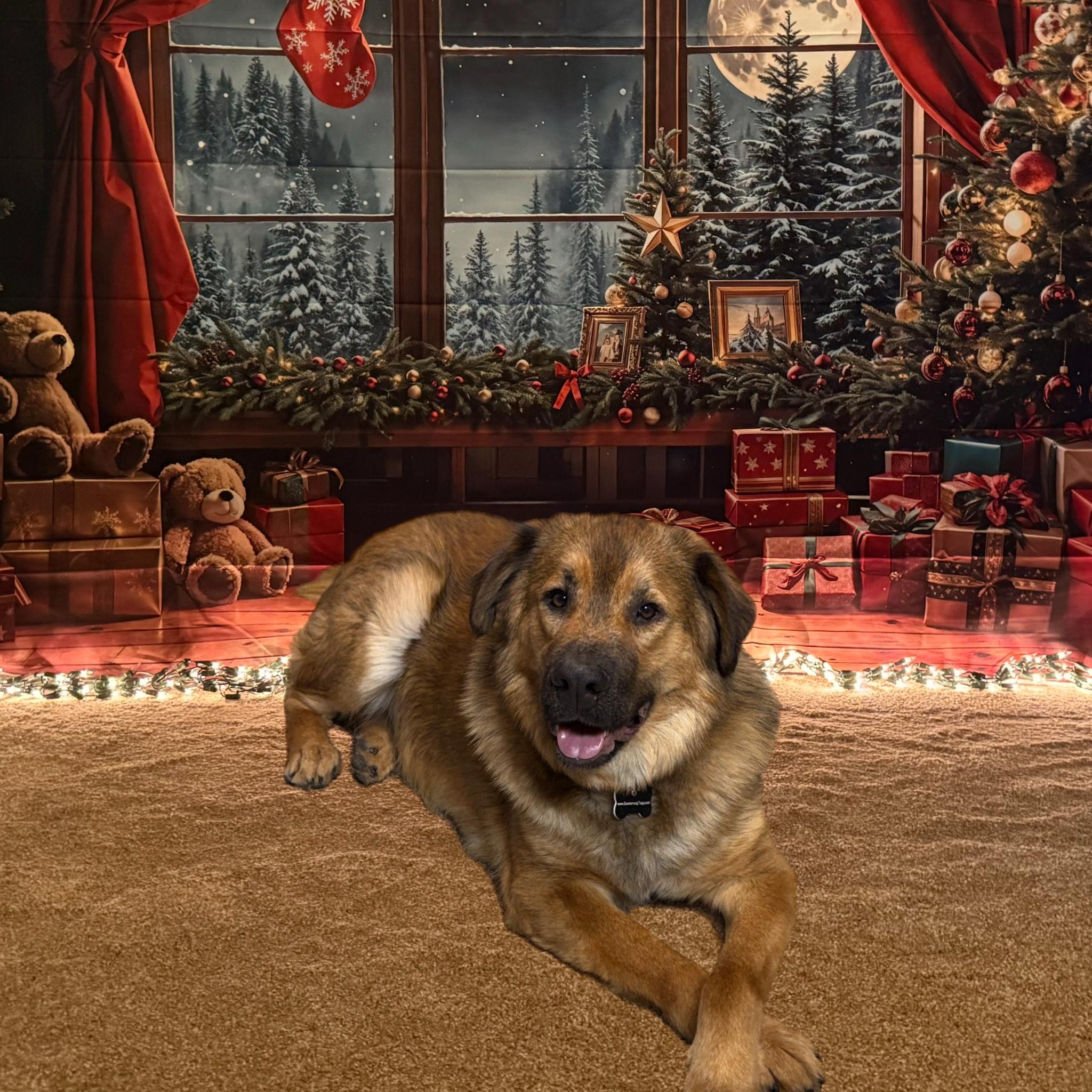 Nova, Adoptable, Young Male German Shepherd Dog & Belgian Shepherd / Malinois.