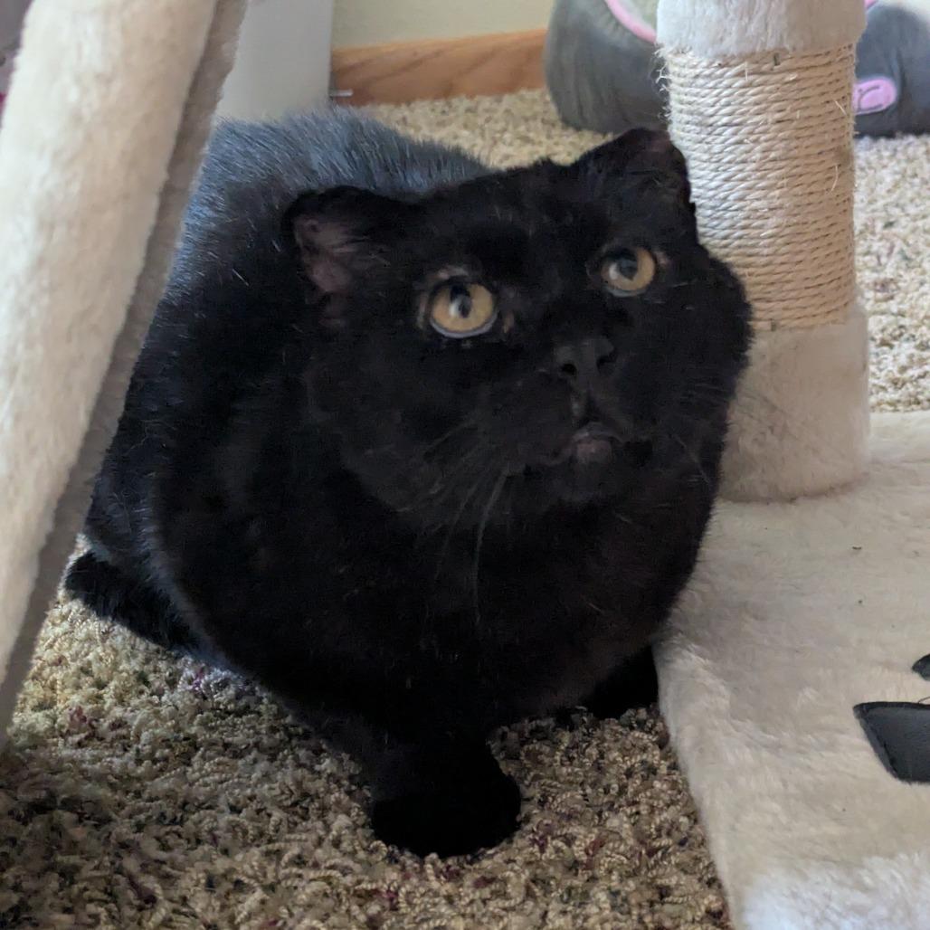Geekers--In Foster, a Adoptable Domestic Short Hair in Fargo, ND image 1/6