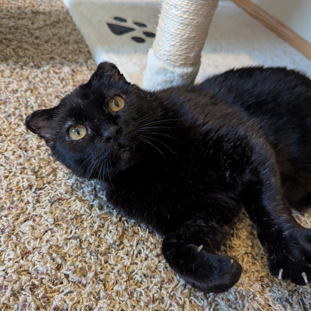 Geekers--In Foster, a Adoptable Domestic Short Hair in Fargo, ND image 2/6
