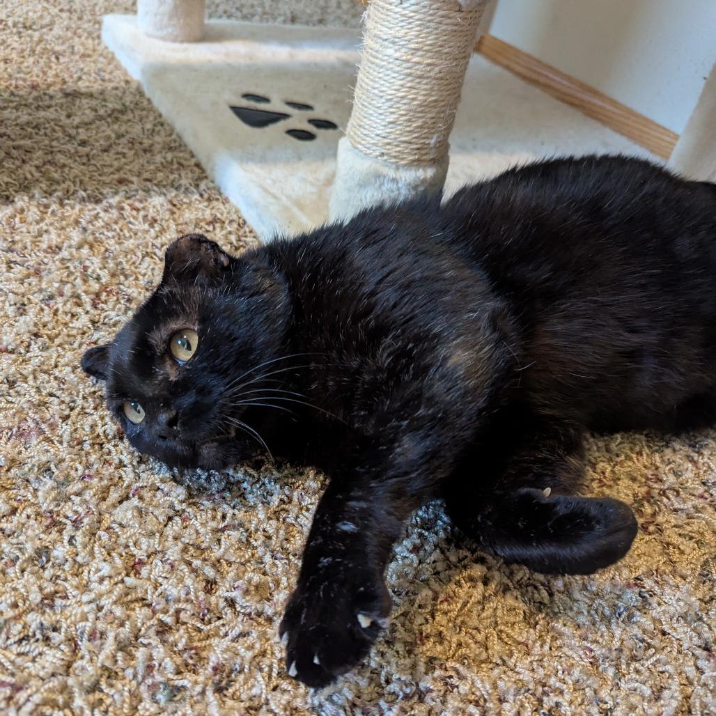Geekers--In Foster, a Adoptable Domestic Short Hair in Fargo, ND image 3/6