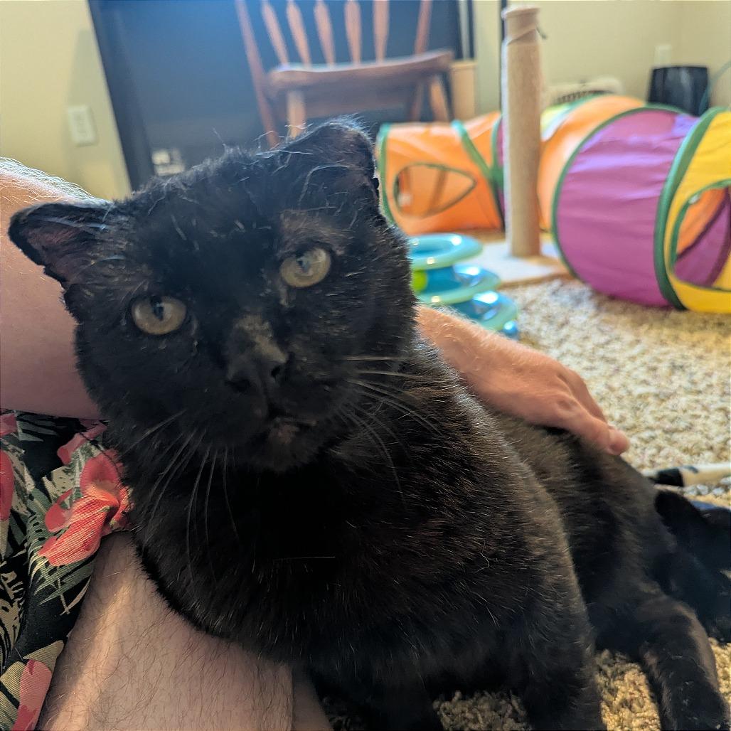 Geekers--In Foster, a Adoptable Domestic Short Hair in Fargo, ND image 4/6