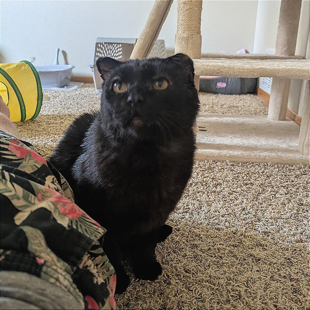 Geekers--In Foster, a Adoptable Domestic Short Hair in Fargo, ND image 5/6
