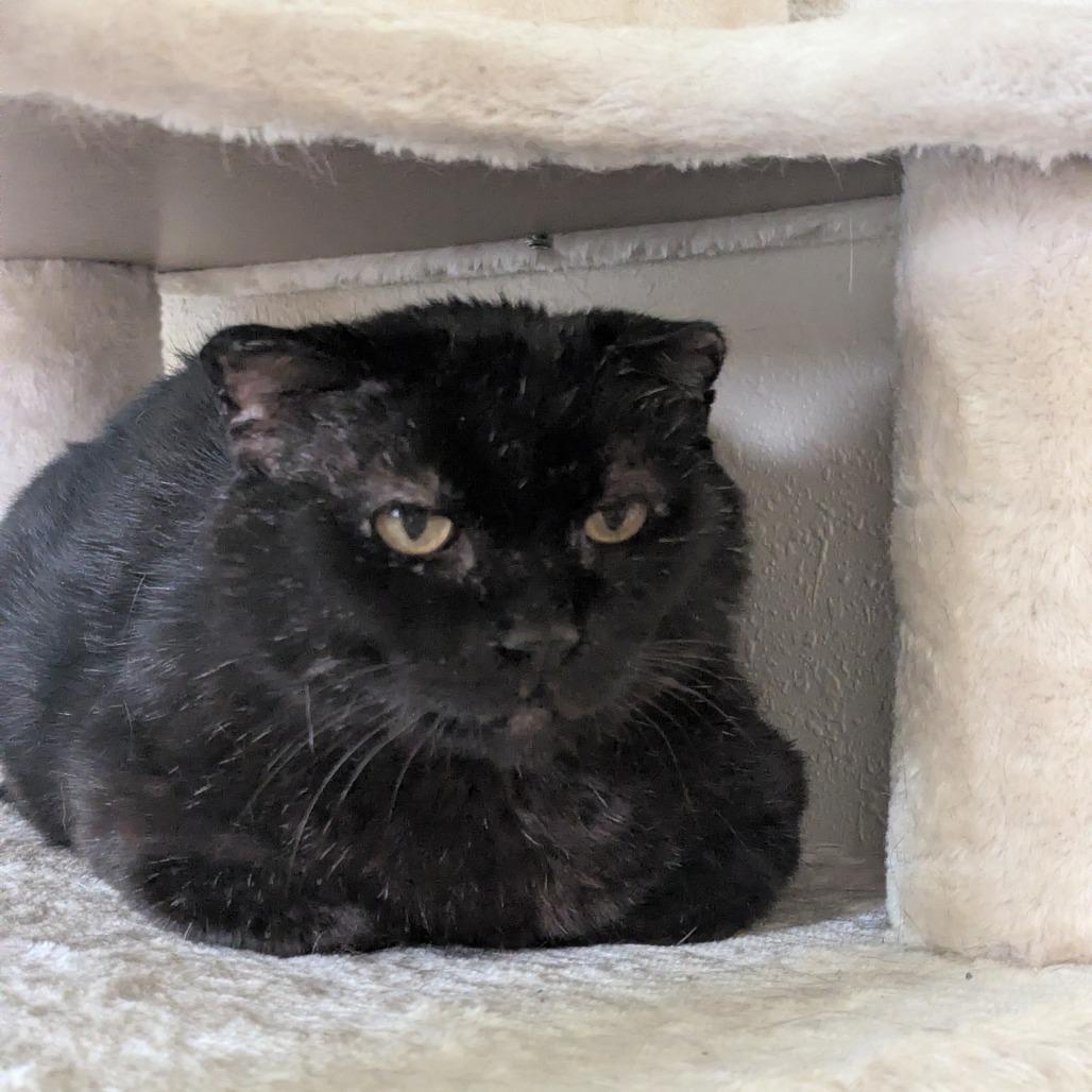 Geekers--In Foster, a Adoptable Domestic Short Hair in Fargo, ND image 6/6