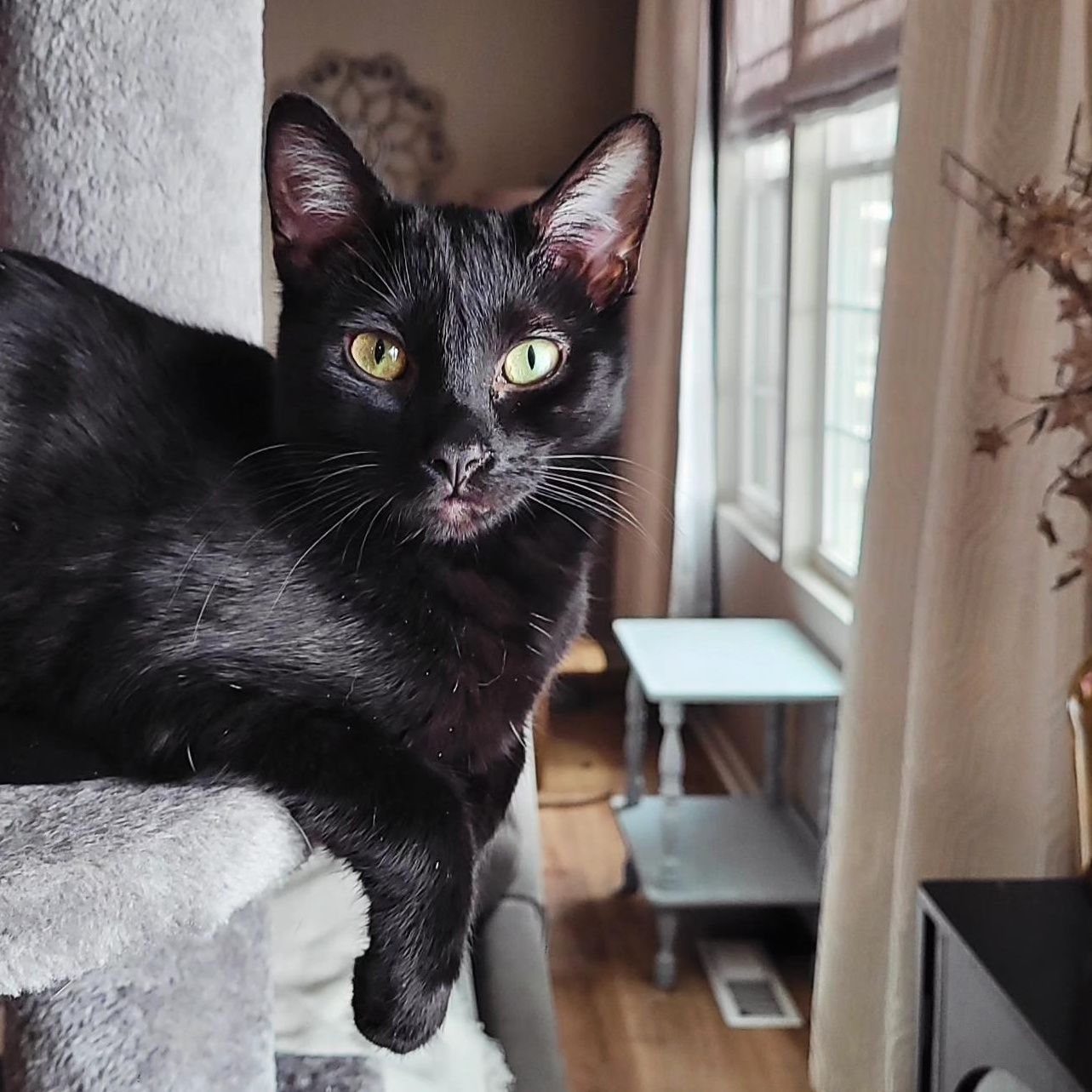 Enlarge Clarissa, a Adoptable Domestic Short Hair in Indianapolis, IN image 1/6