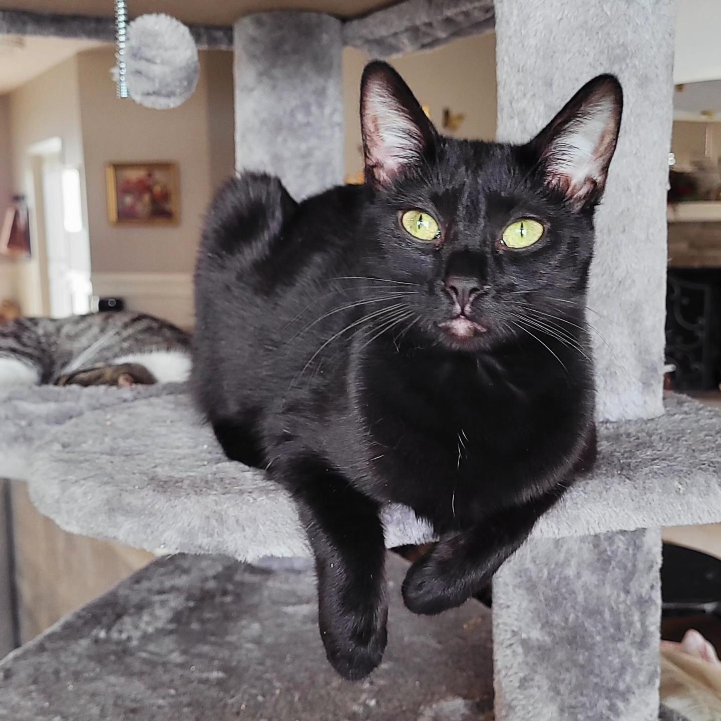 Enlarge Clarissa, a Adoptable Domestic Short Hair in Indianapolis, IN image 6/6