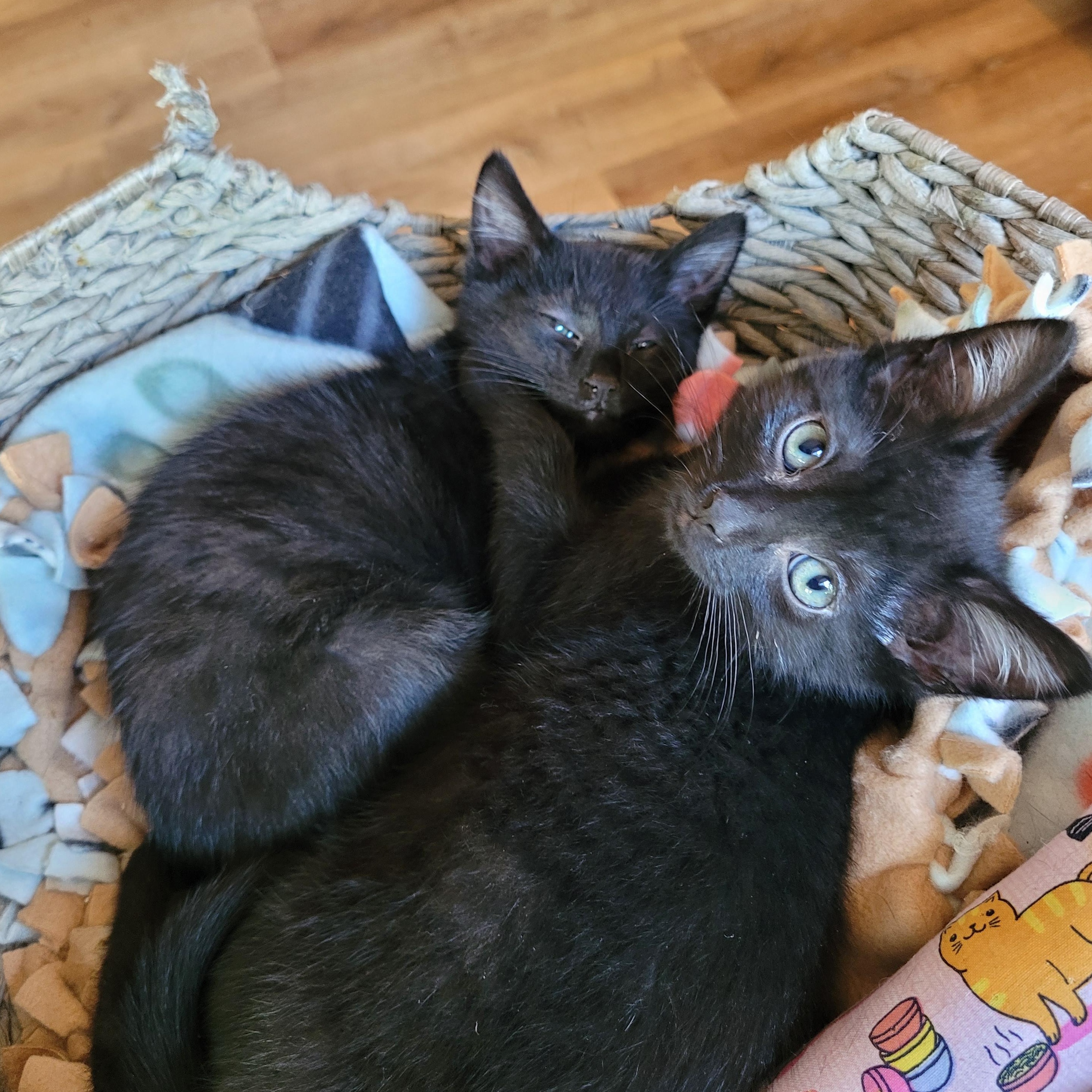 Enlarge Topanga & Clarissa, a Adoptable Domestic Short Hair in Indianapolis, IN image 3/6