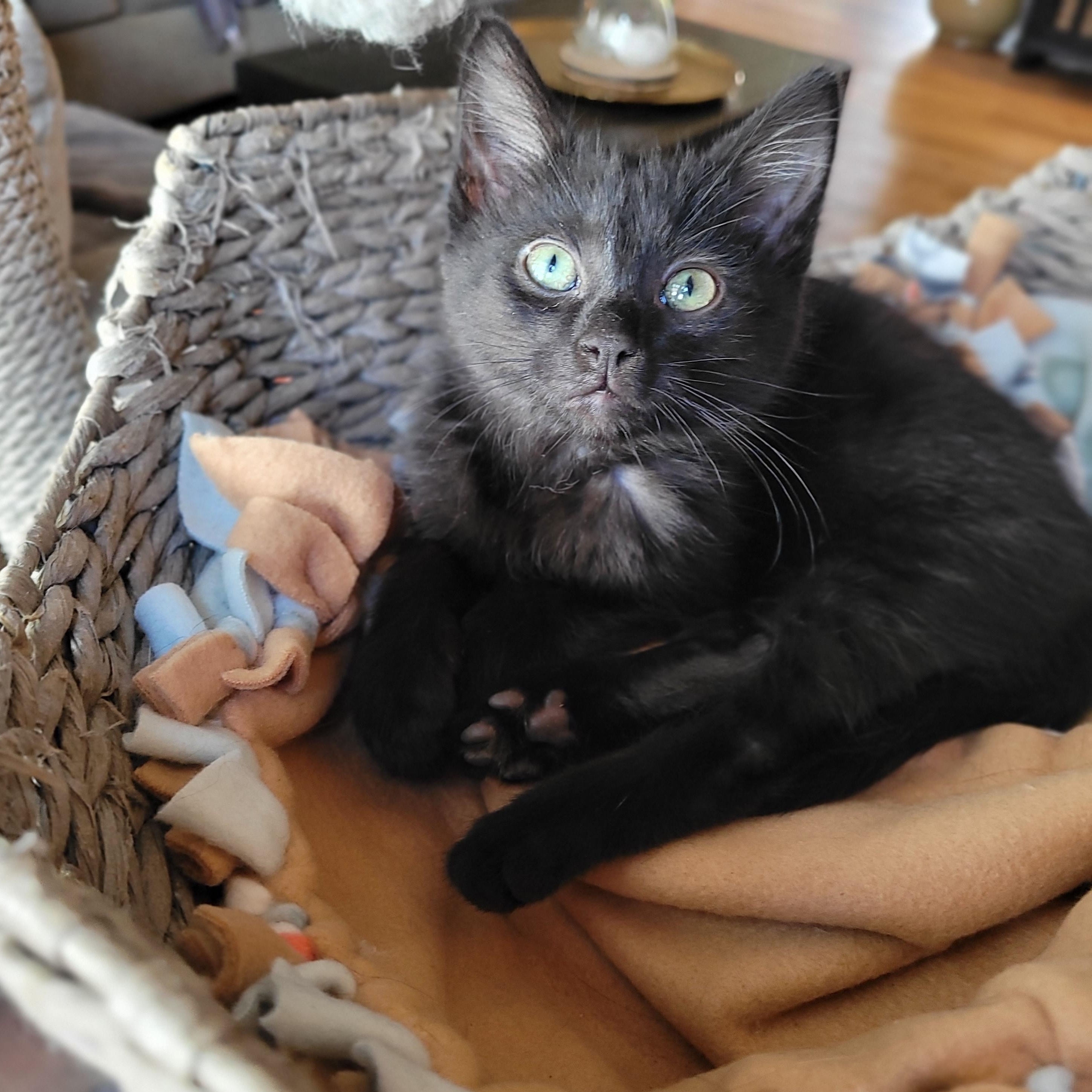 Enlarge Topanga & Clarissa, a Adoptable Domestic Short Hair in Indianapolis, IN image 4/6