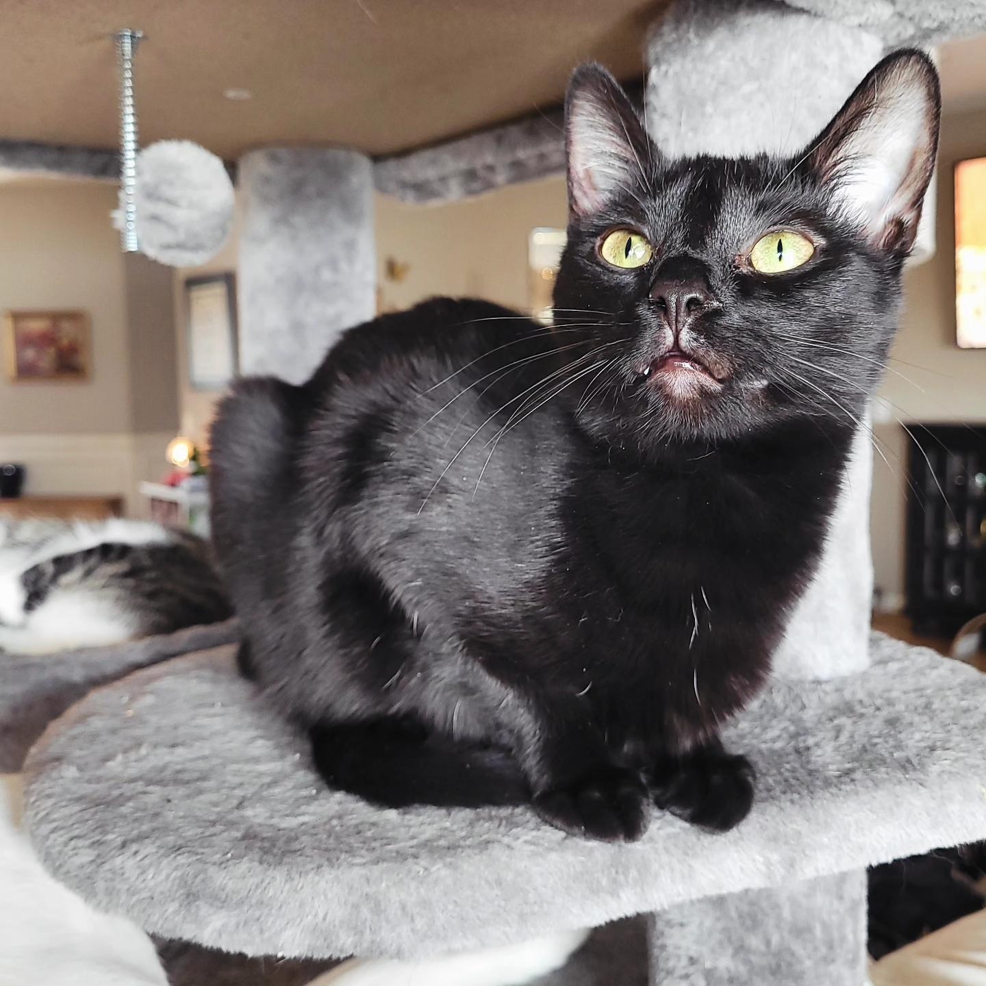 Enlarge Clarissa, a Adoptable Domestic Short Hair in Indianapolis, IN image 2/6