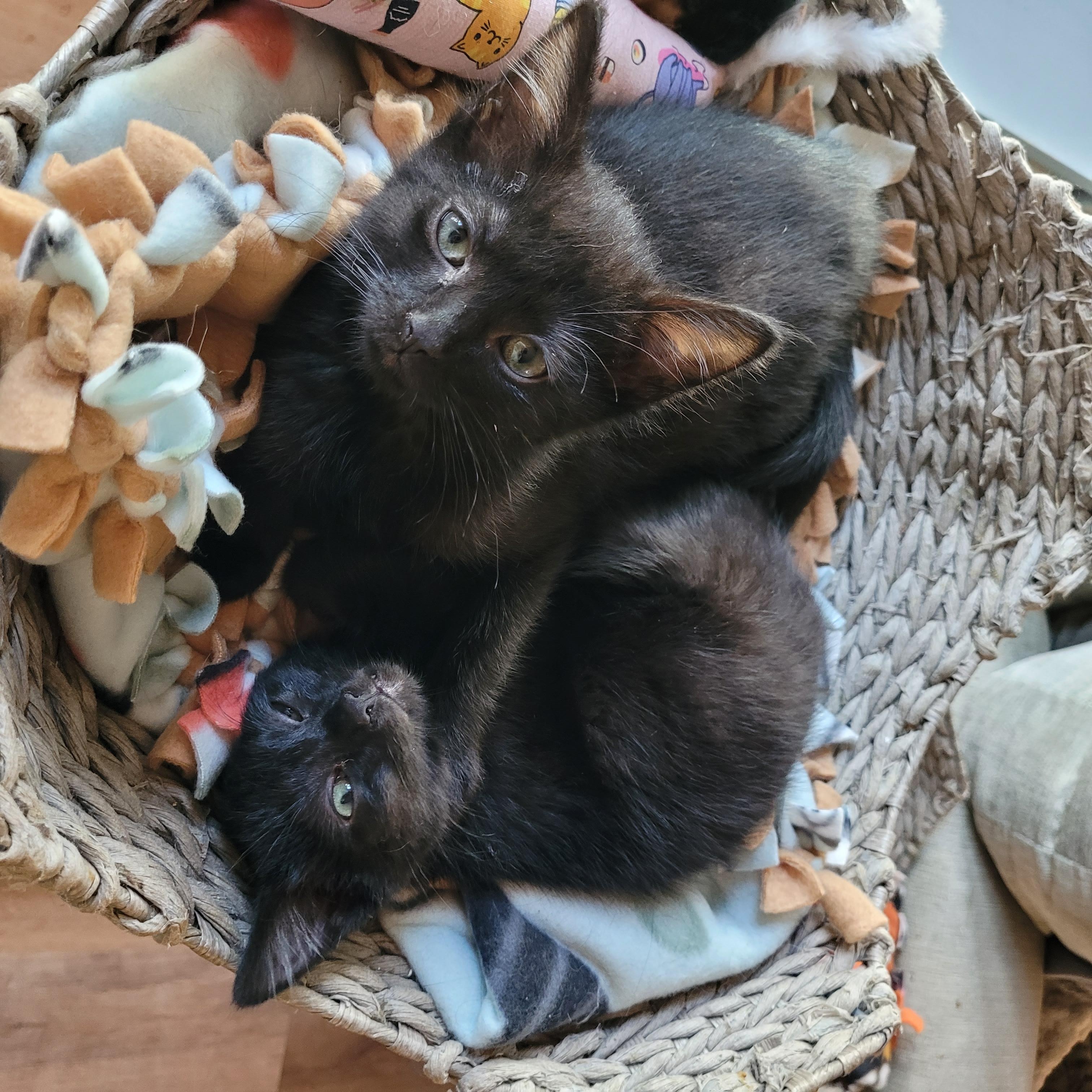 Enlarge Topanga & Clarissa, a Adoptable Domestic Short Hair in Indianapolis, IN image 5/6