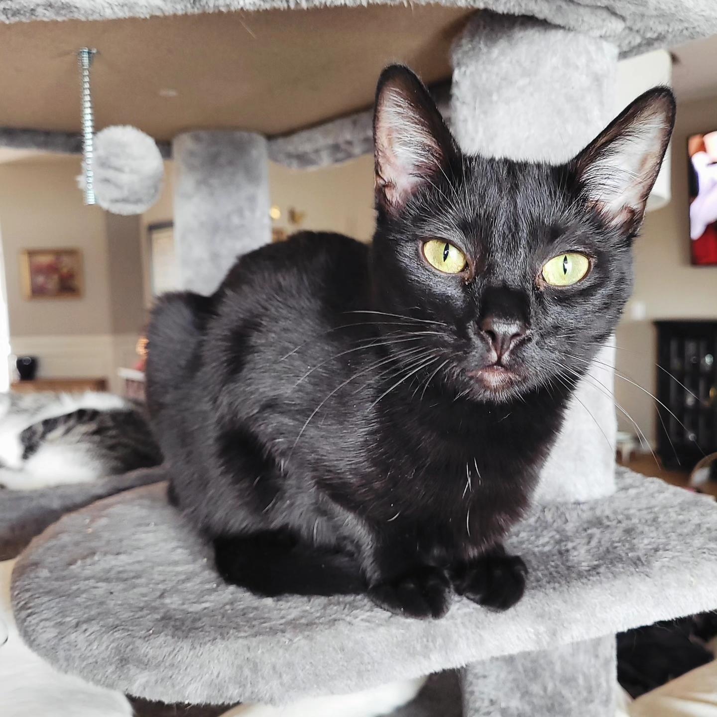 Enlarge Clarissa, a Adoptable Domestic Short Hair in Indianapolis, IN image 4/6