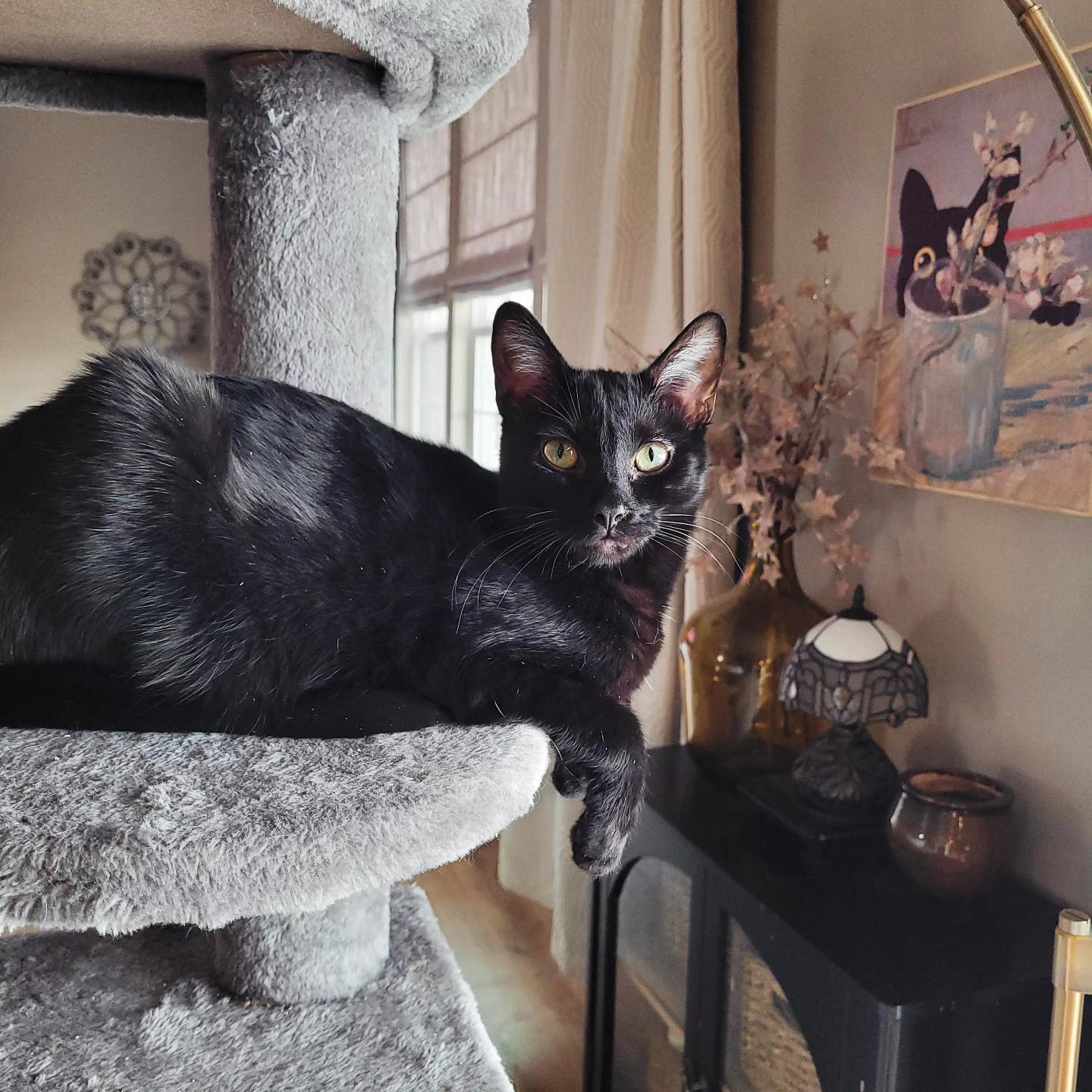 Enlarge Clarissa, a Adoptable Domestic Short Hair in Indianapolis, IN image 5/6