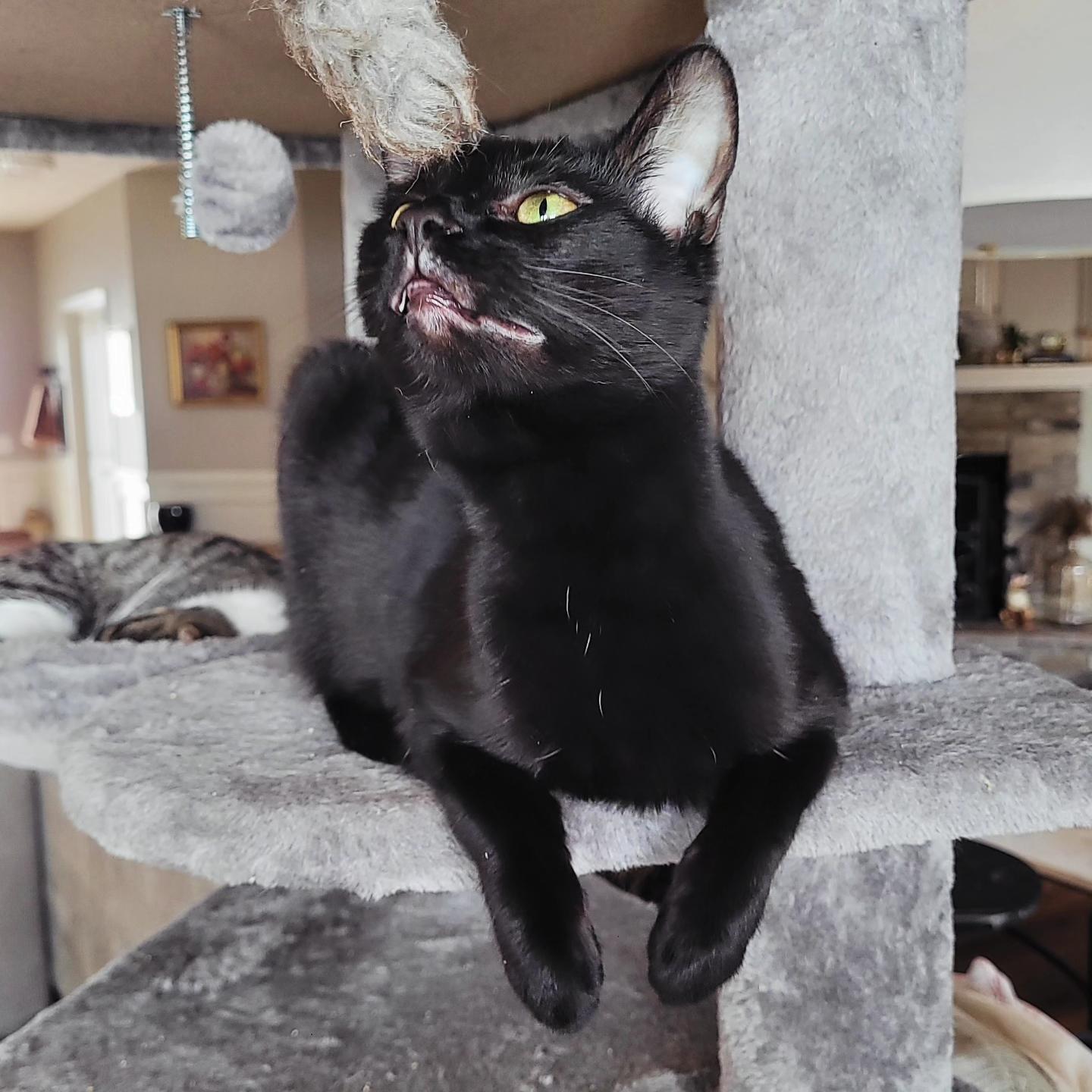 Enlarge Clarissa, a Adoptable Domestic Short Hair in Indianapolis, IN image 3/6