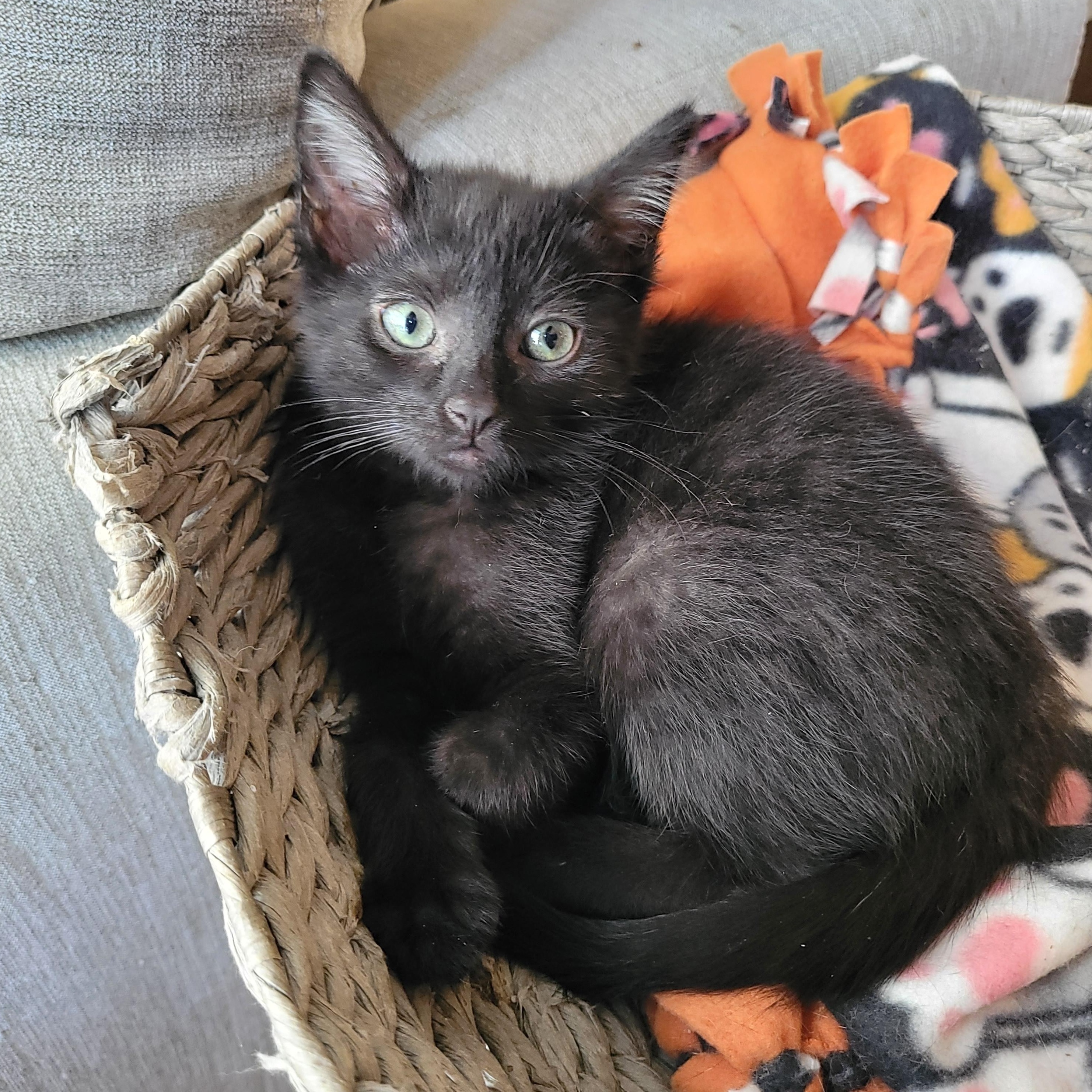 Enlarge Topanga & Clarissa, a Adoptable Domestic Short Hair in Indianapolis, IN image 6/6