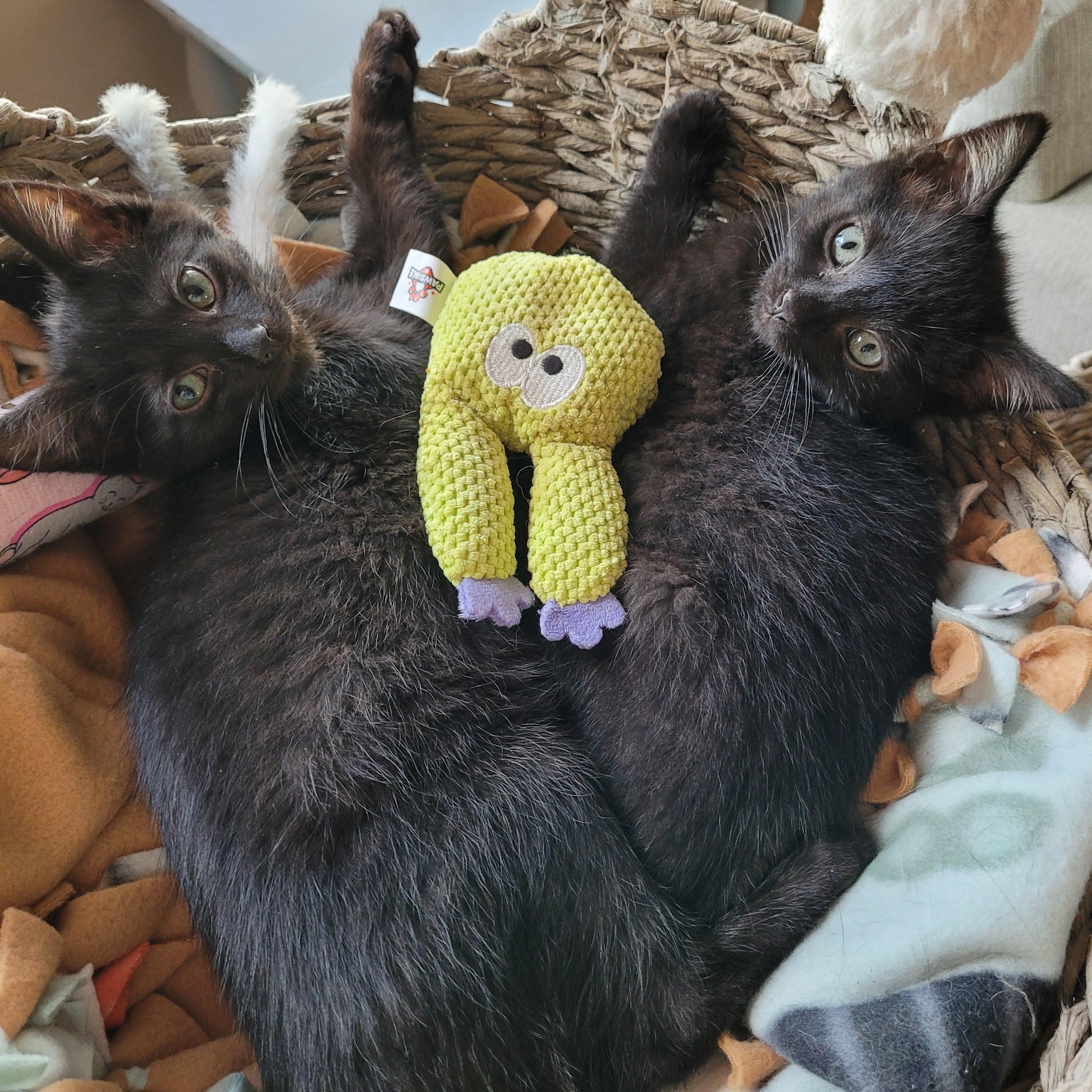 Topanga & Clarissa, Adoptable, Young Female Domestic Short Hair.