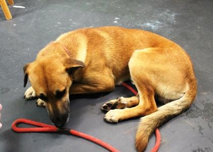 Silas, a Adoptable mixed breed in Picayune, MS image 1/3