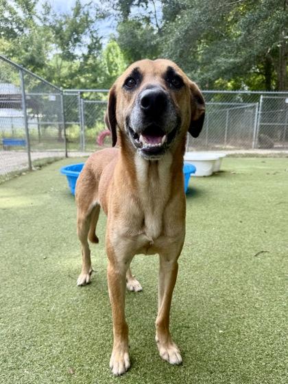 Silas, a Adoptable mixed breed in Picayune, MS image 1/3