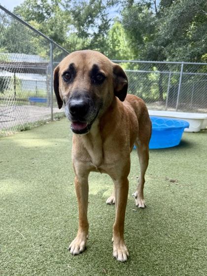 Silas, a Adoptable mixed breed in Picayune, MS image 2/3