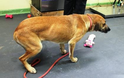 Silas, a Adoptable mixed breed in Picayune, MS image 2/3