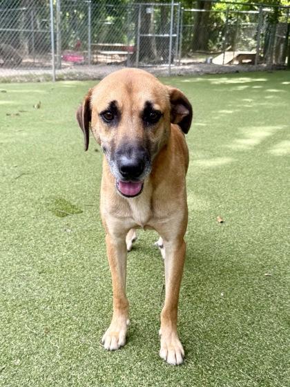 Silas, a Adoptable mixed breed in Picayune, MS image 3/3