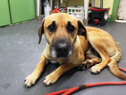 Silas, a Adoptable mixed breed in Picayune, MS image 3/3