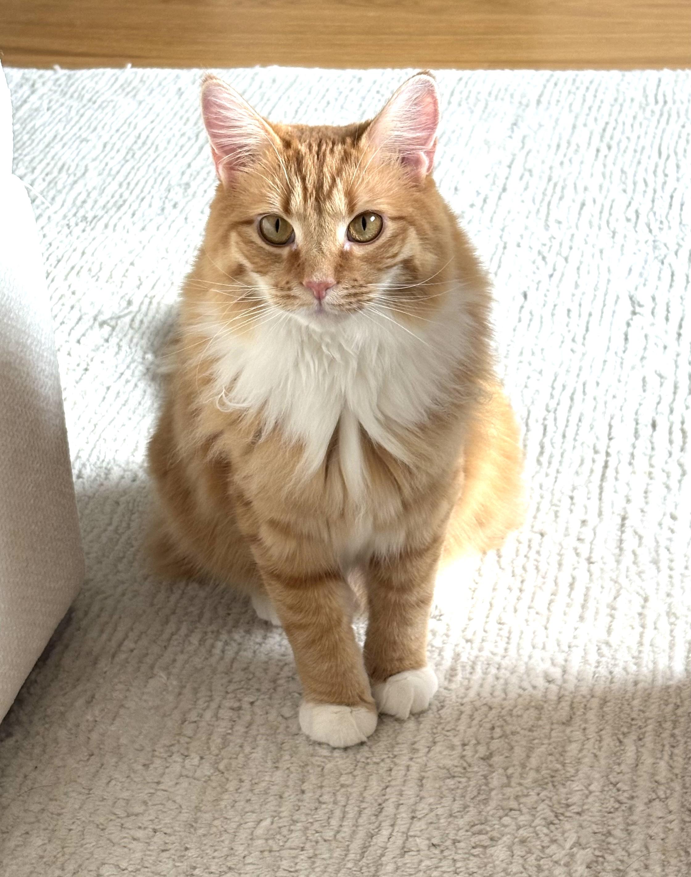 Enlarge Mango, an adopted Domestic Short Hair in Hoboken, NJ image 5/5
