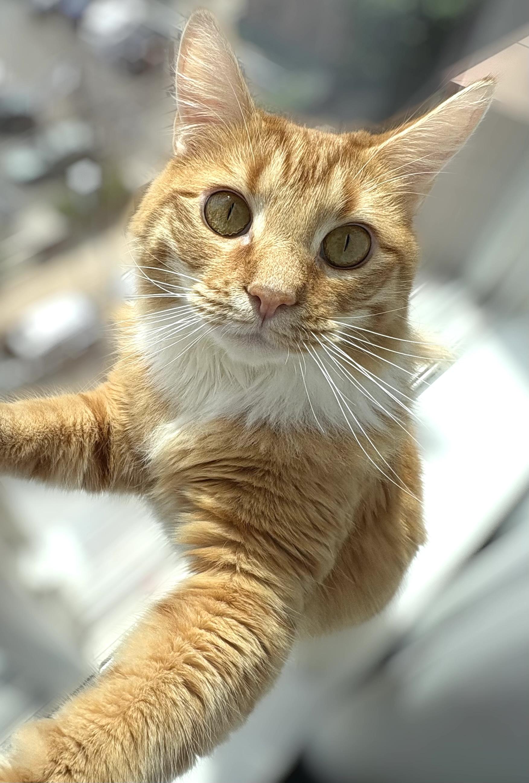Enlarge Mango, an adopted Domestic Short Hair in Hoboken, NJ image 2/5