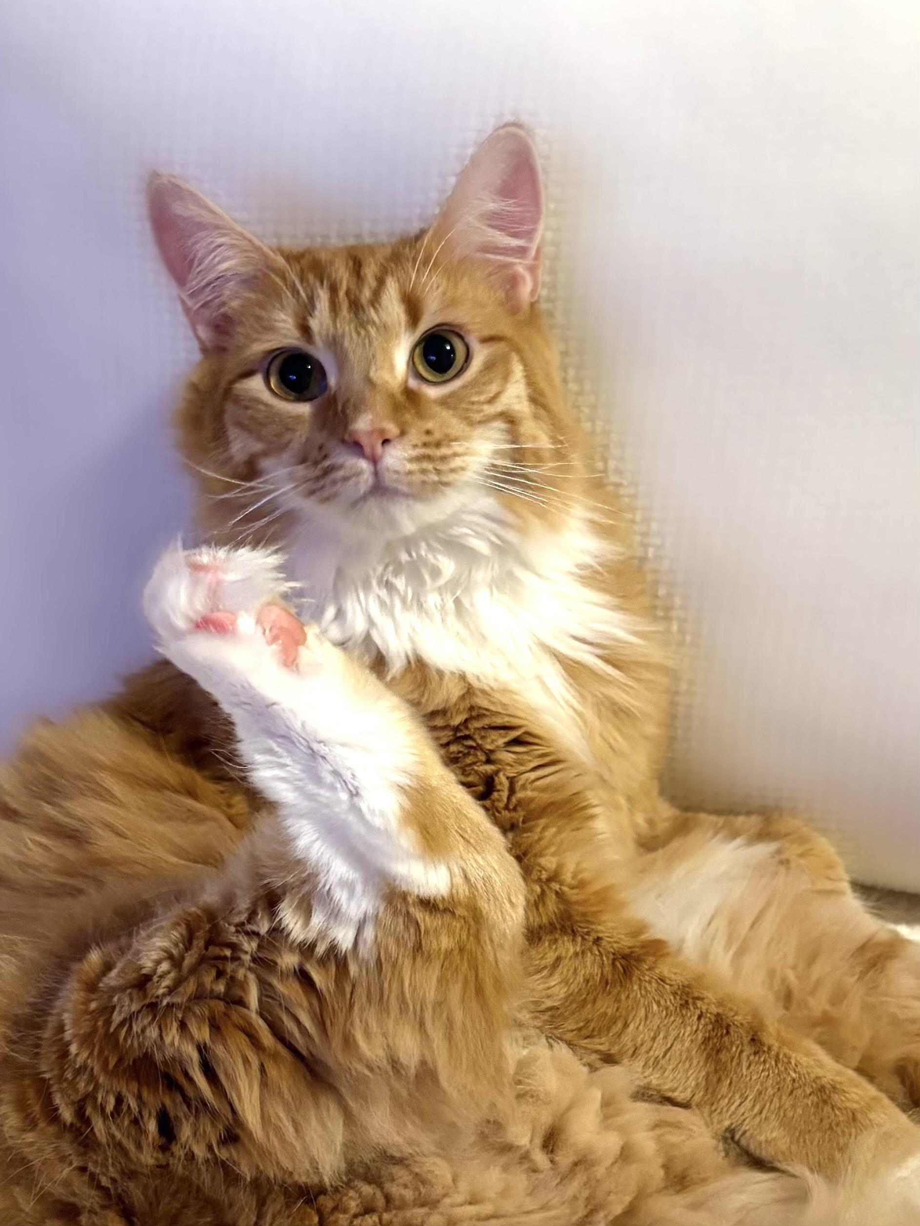 Enlarge Mango, an adopted Domestic Short Hair in Hoboken, NJ image 1/5