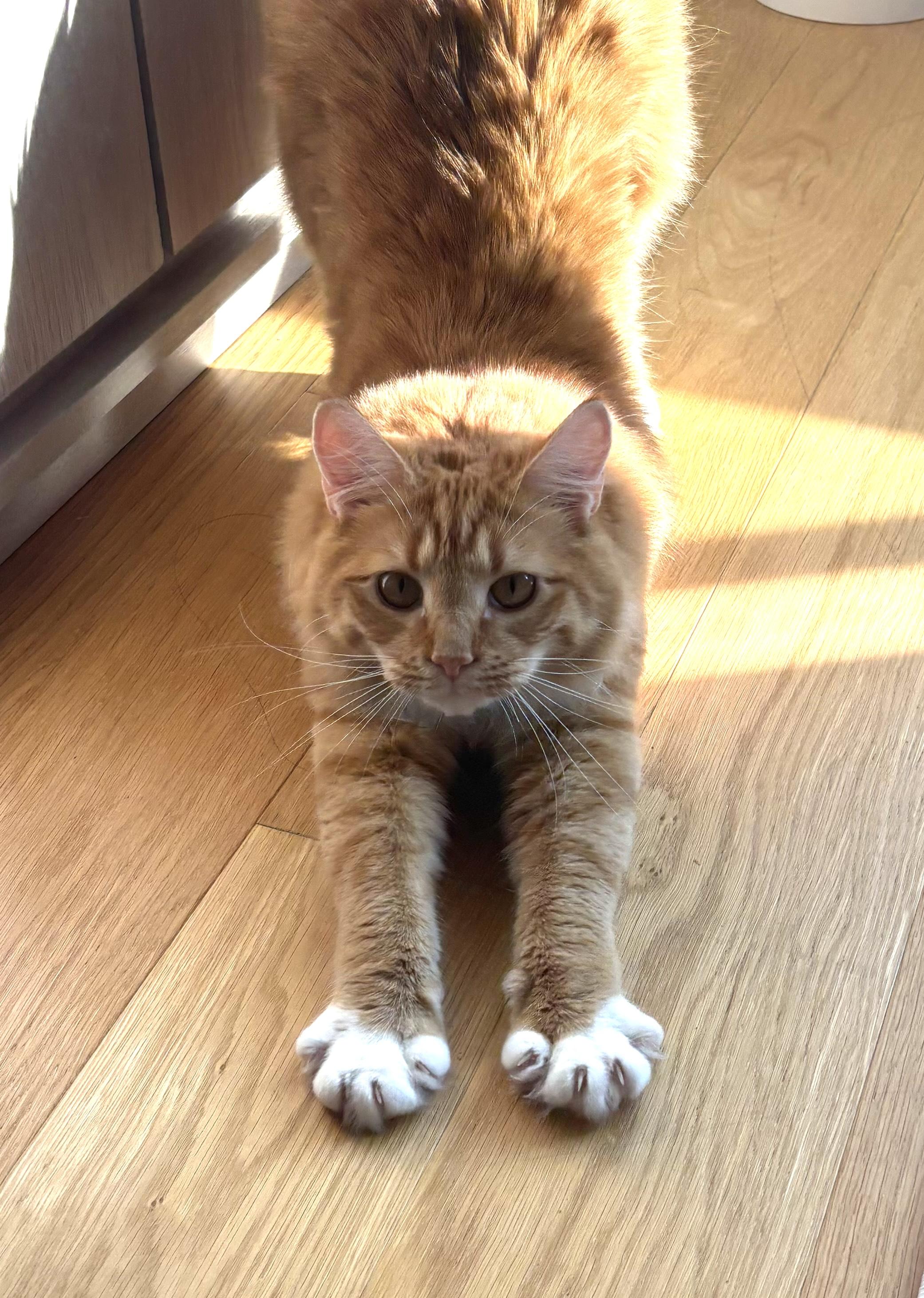 Enlarge Mango, an adopted Domestic Short Hair in Hoboken, NJ image 4/5