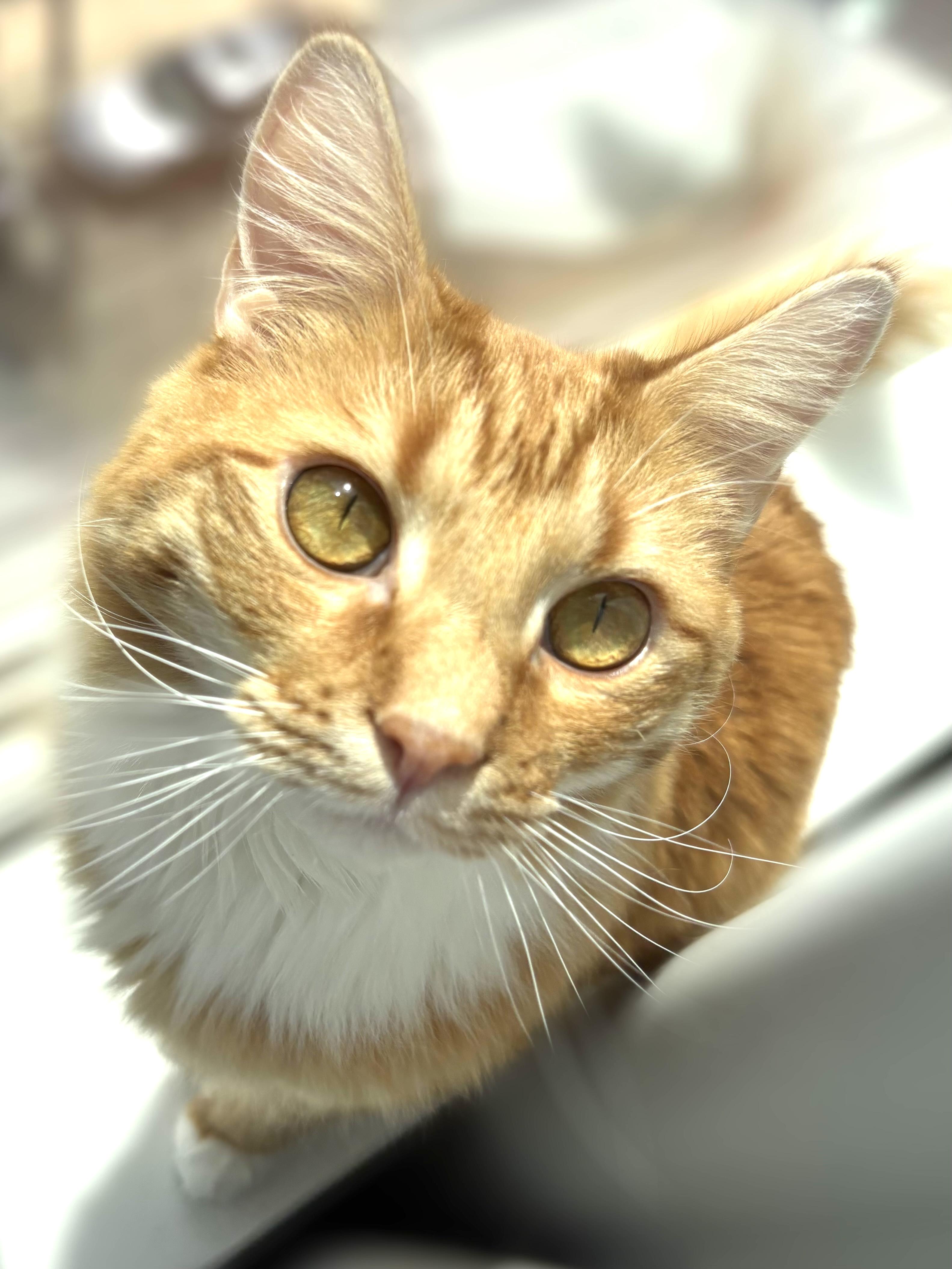 Enlarge Mango, an adopted Domestic Short Hair in Hoboken, NJ image 3/5