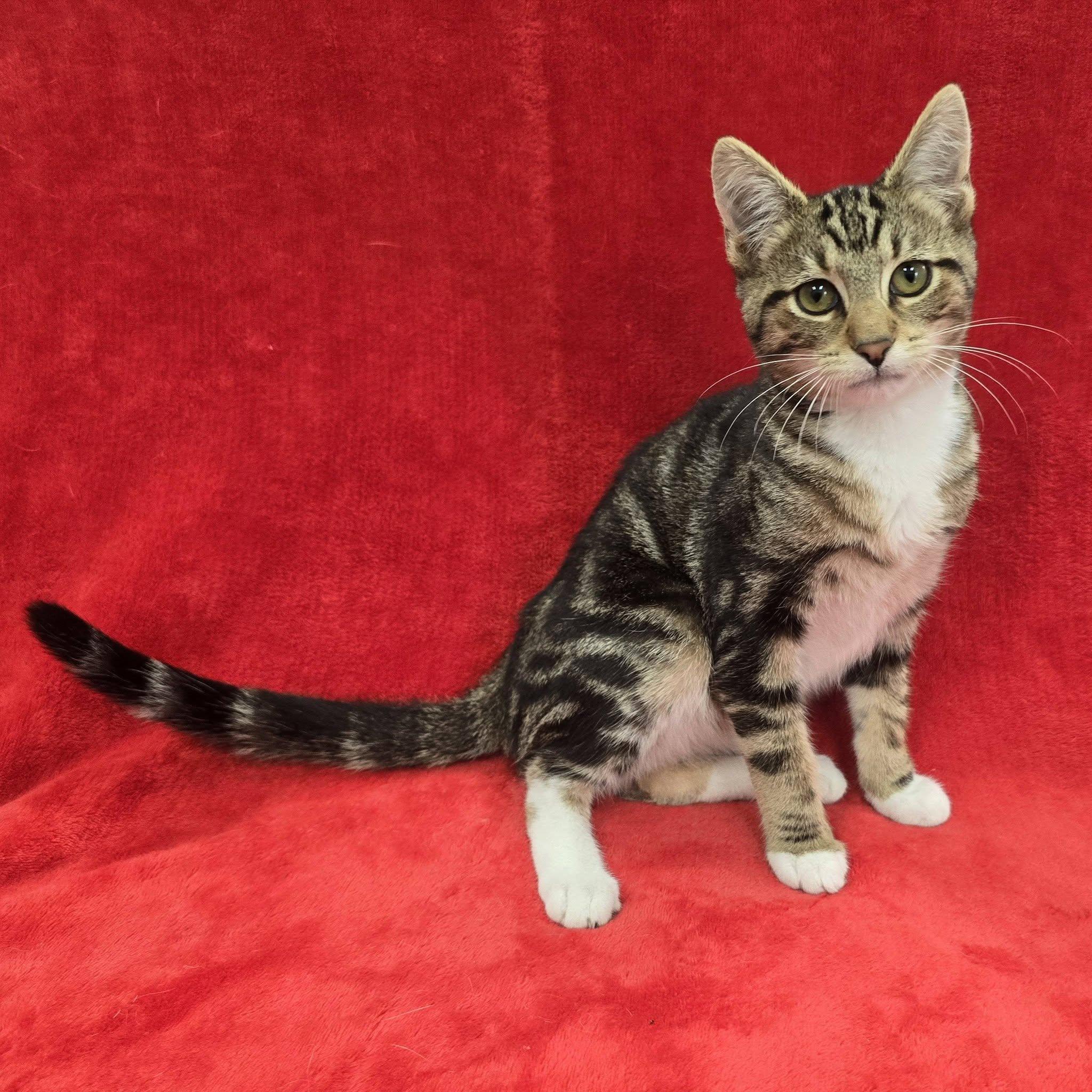 Enlarge Spongebob, a Adoptable Domestic Short Hair in Frankfort, IN image 3/4