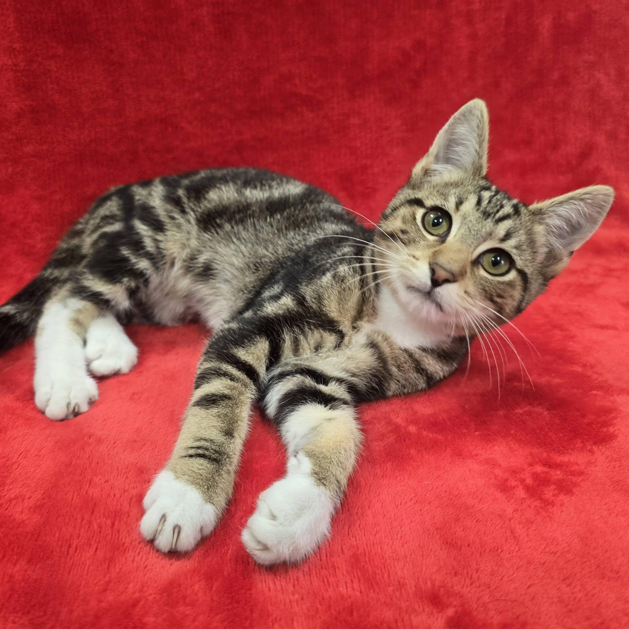 Spongebob, Adoptable, Young Male Domestic Short Hair.