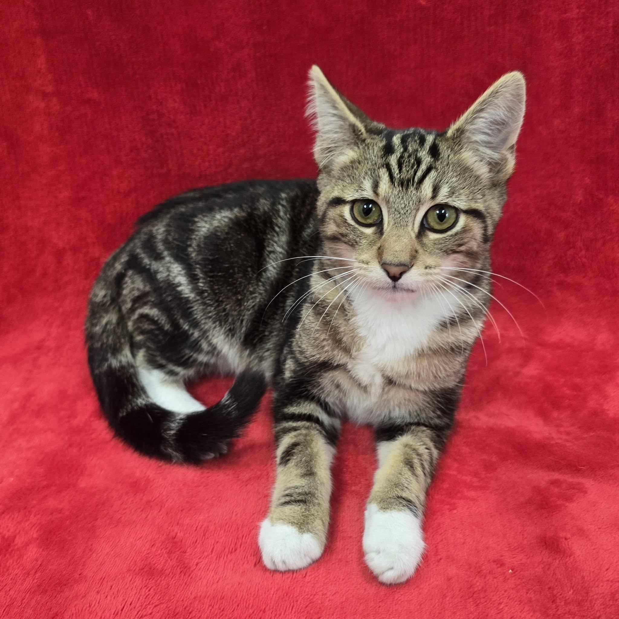 Enlarge Spongebob, a Adoptable Domestic Short Hair in Frankfort, IN image 4/4