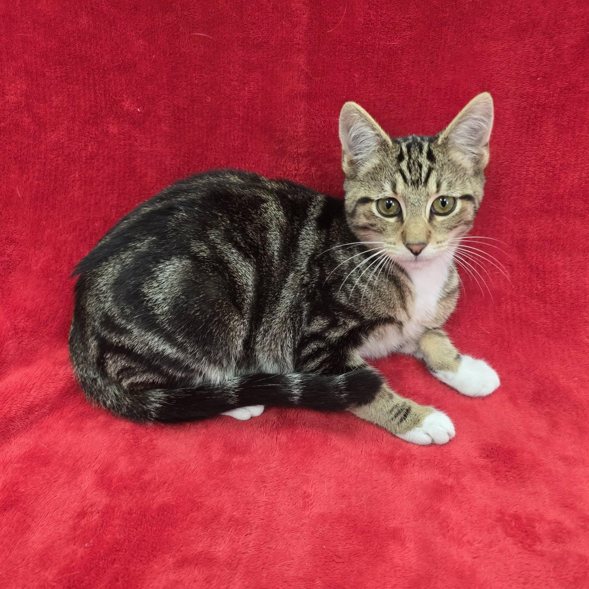 Enlarge Spongebob, a Adoptable Domestic Short Hair in Frankfort, IN image 2/4
