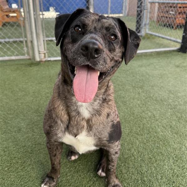 Enlarge Zeus, a Adoptable mixed breed in Hawthorne, CA image 2/6