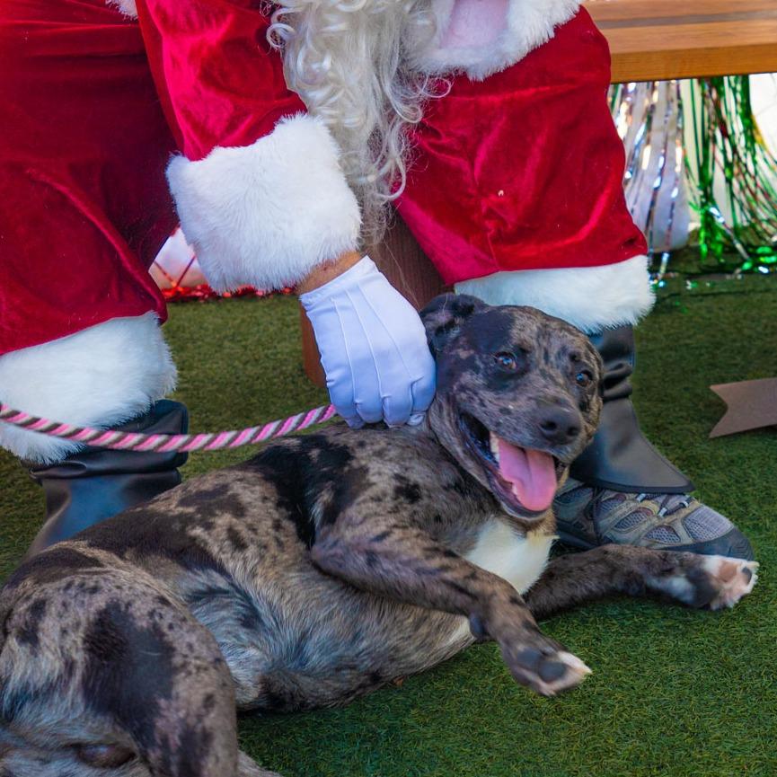 Enlarge Zeus, a Adoptable mixed breed in Hawthorne, CA image 4/6