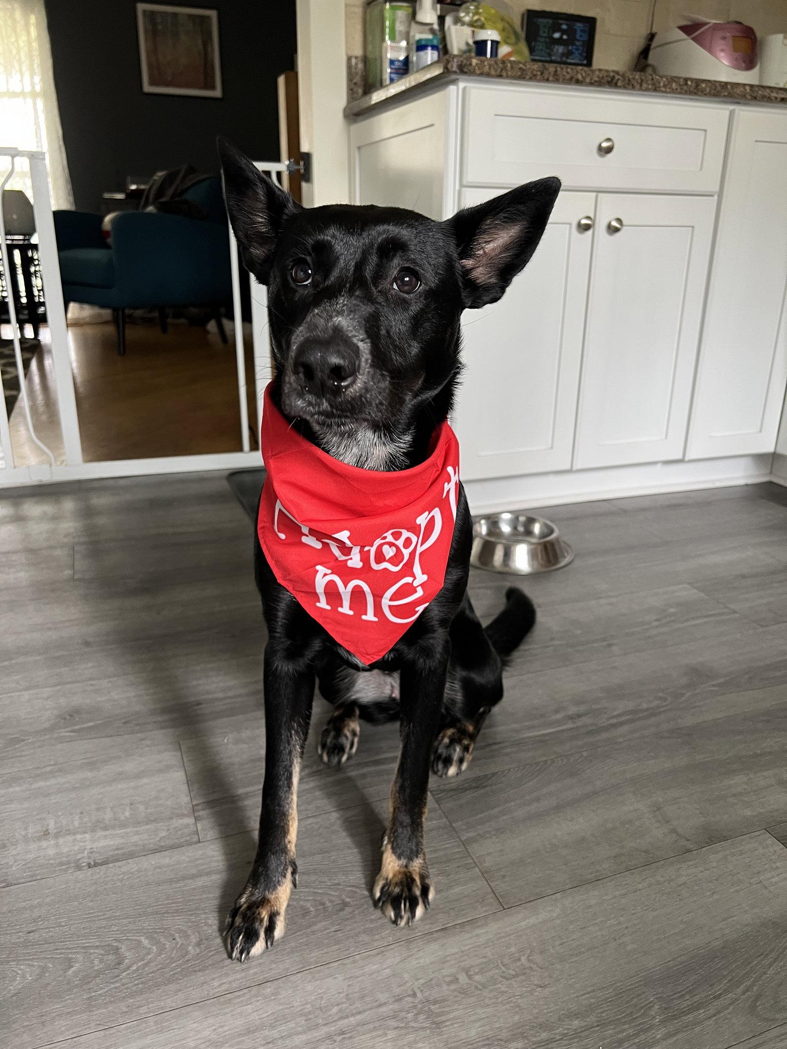 Enlarge Naomi          1563, a Adoptable Belgian Shepherd / Malinois in Rolling Meadows, IL image 1/3