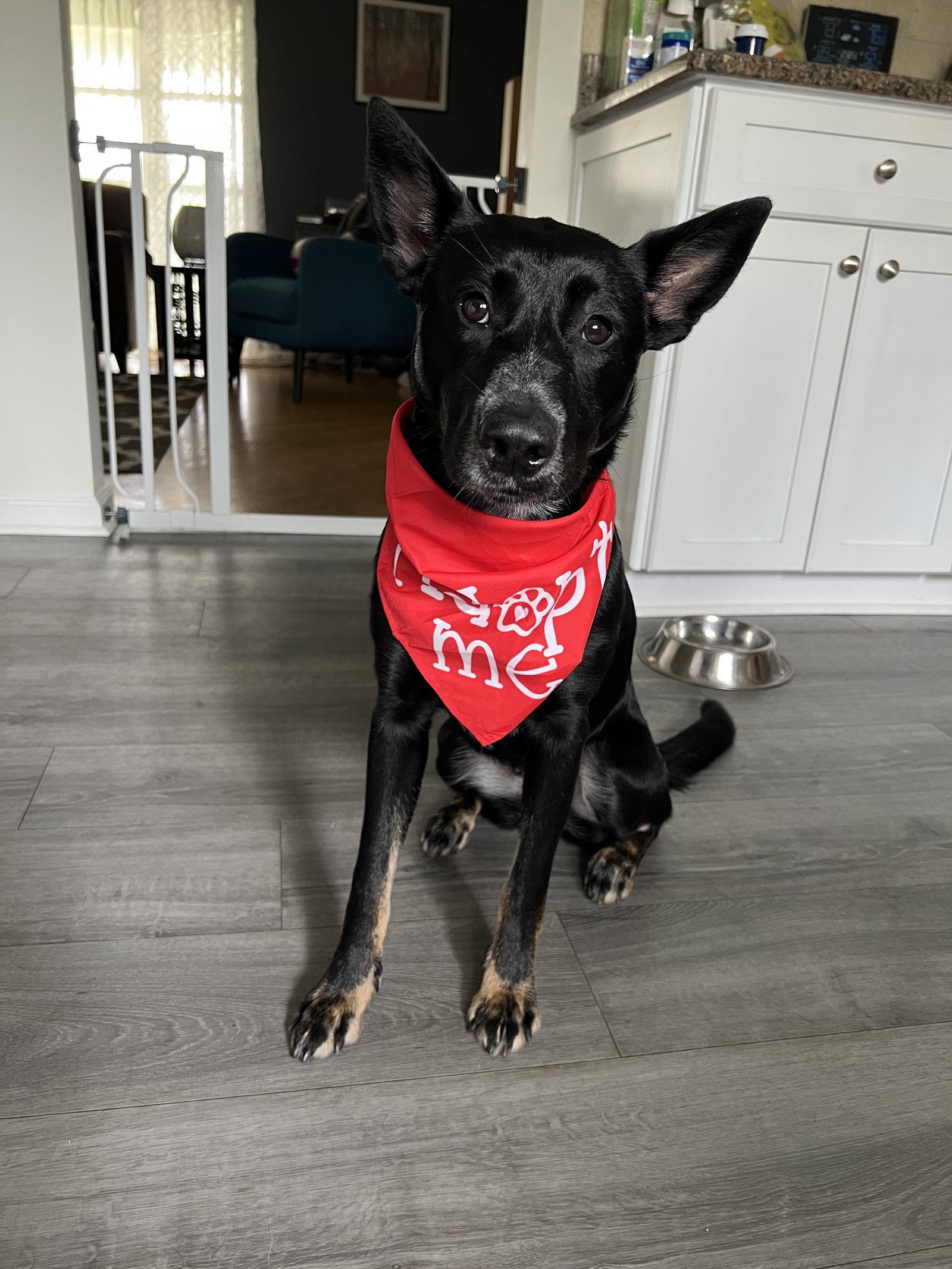 Enlarge Naomi          1563, a Adoptable Belgian Shepherd / Malinois in Rolling Meadows, IL image 2/3