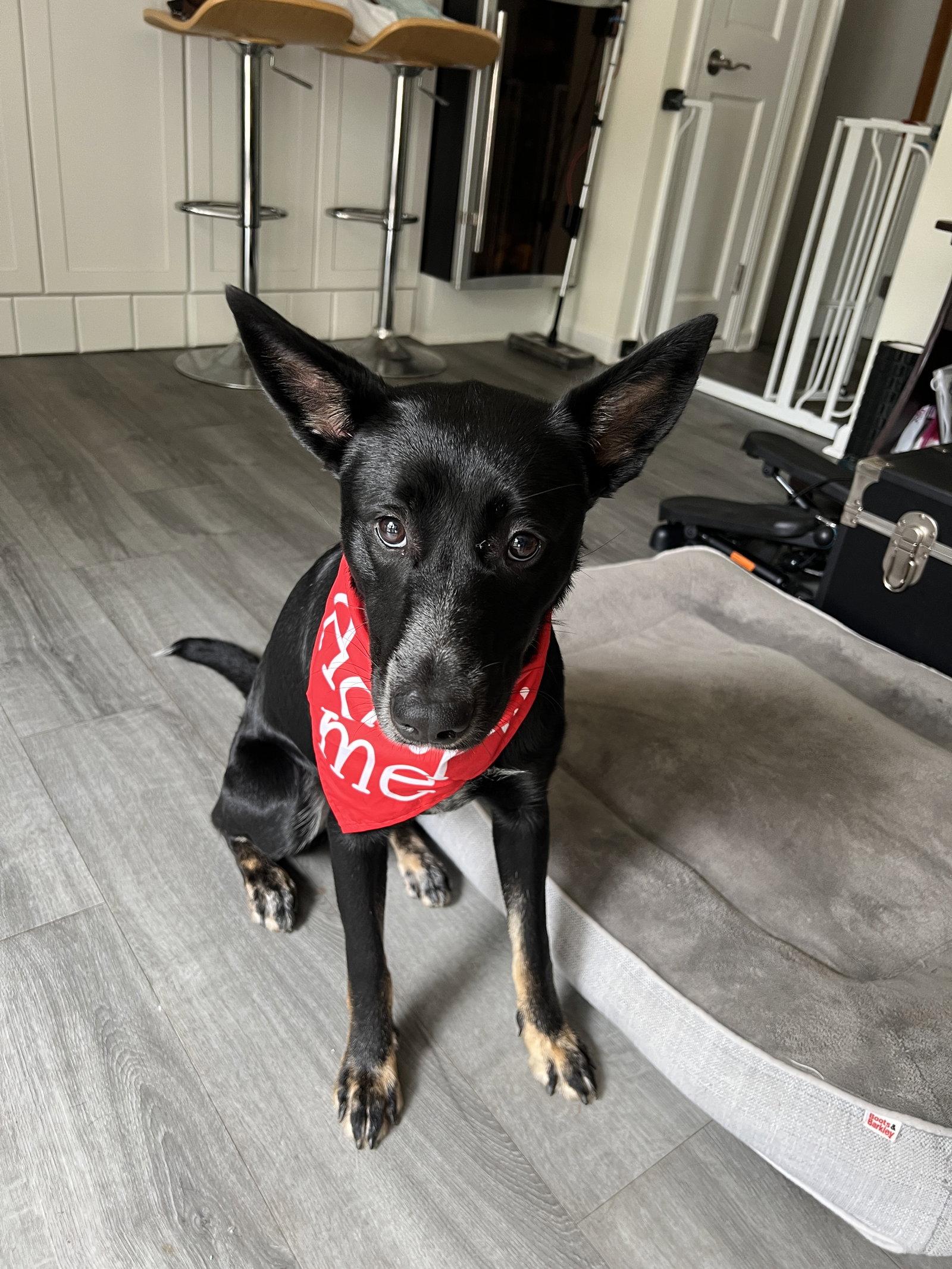 Enlarge Naomi          1563, a Adoptable Belgian Shepherd / Malinois in Rolling Meadows, IL image 3/3